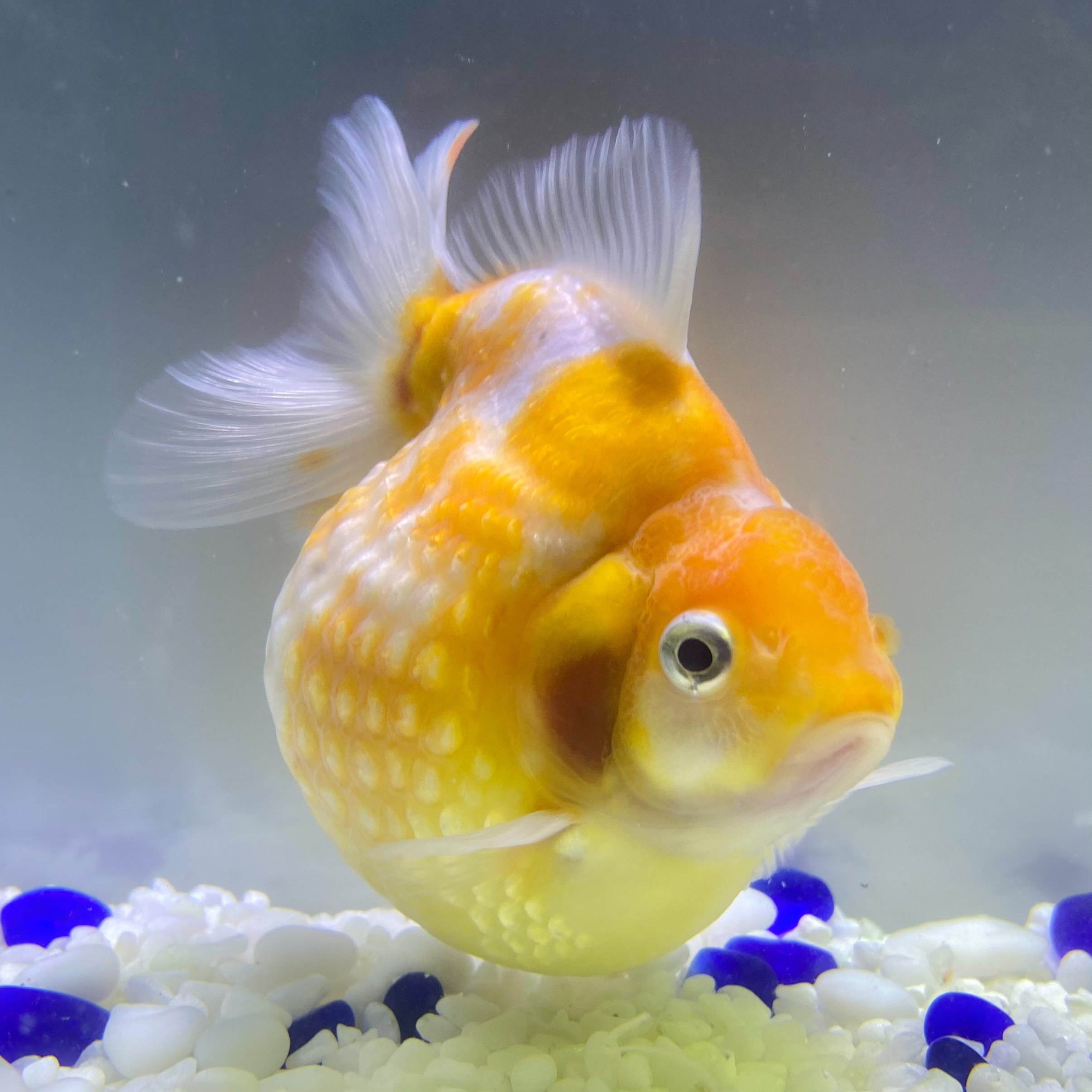 国産 金魚 当店19年産 ピンポンパール 上物 1匹 10 11センチ前後 さらさ 黄色系 自家産 Sakura Sarasa Powered By Base