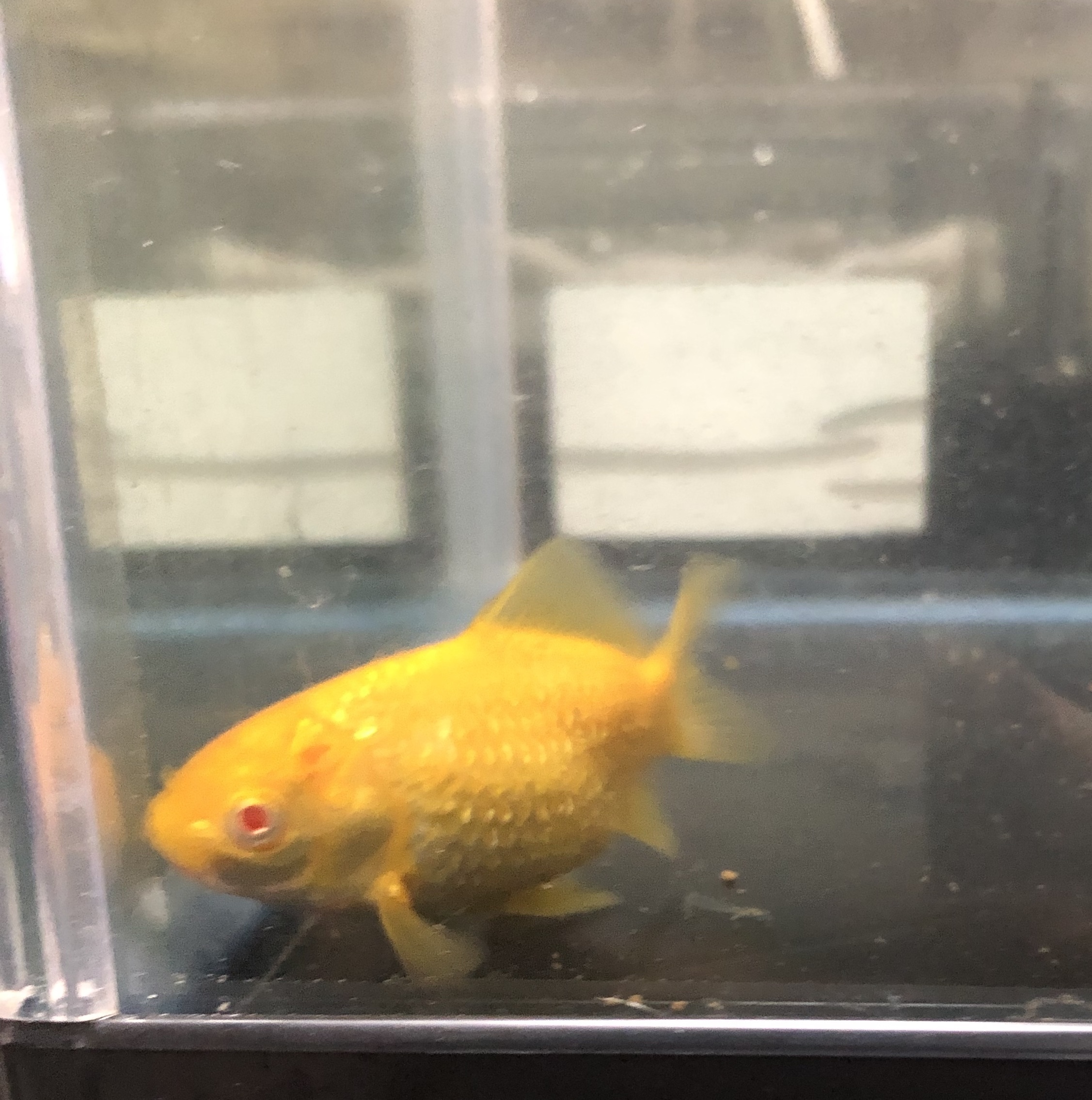 アルビノキラキラ和金 金魚宝房