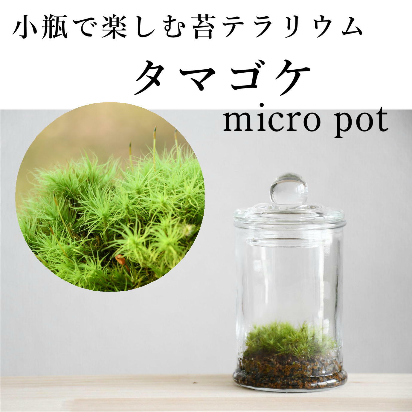 小さな苔の森 タマゴケ Micro Pot 人気no 1 苔テラリウム 苔テラリウム専門ショップ 道草michikusa