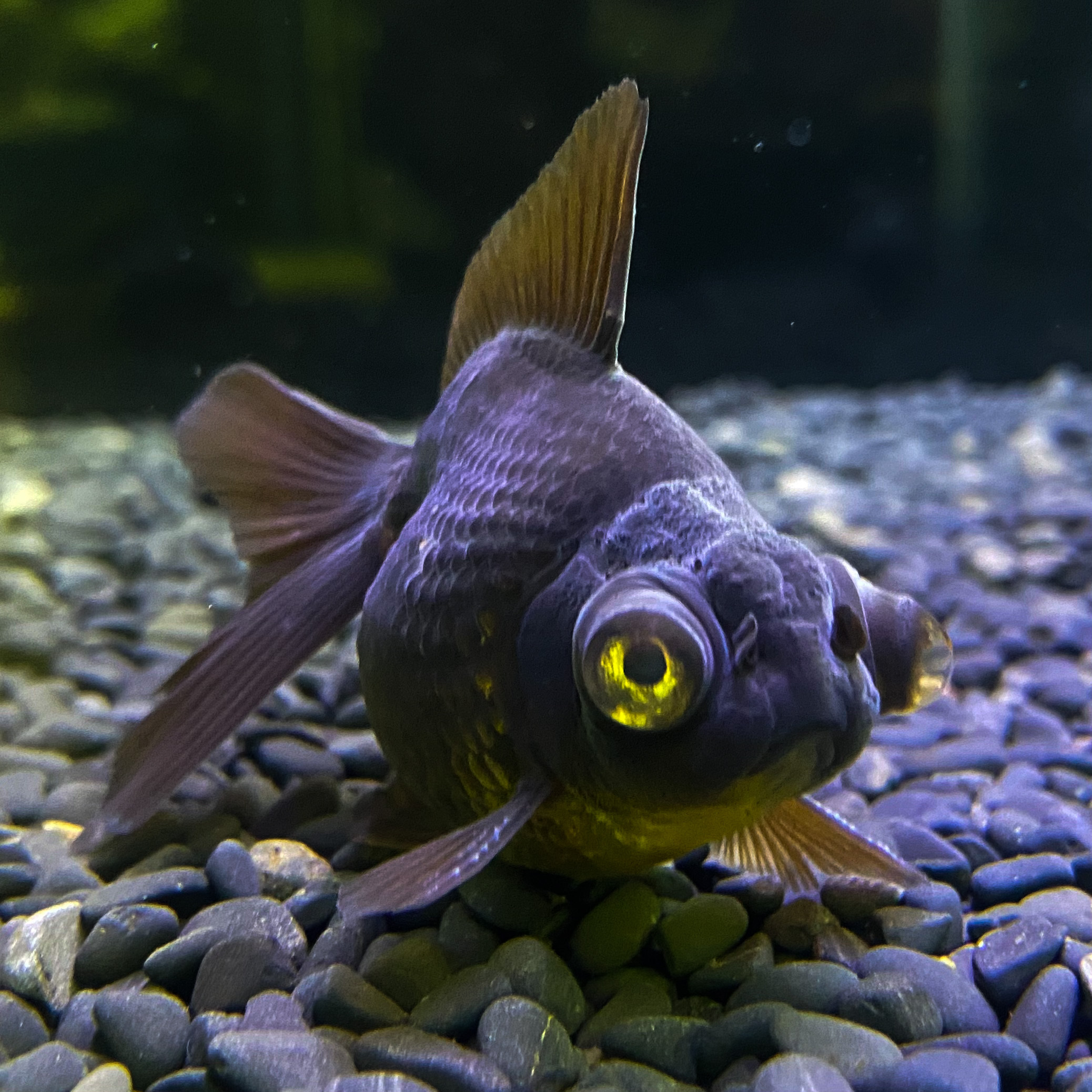 黒出目浜錦 1匹 7 8センチ前後 黒 中国産 Sakura Sarasa