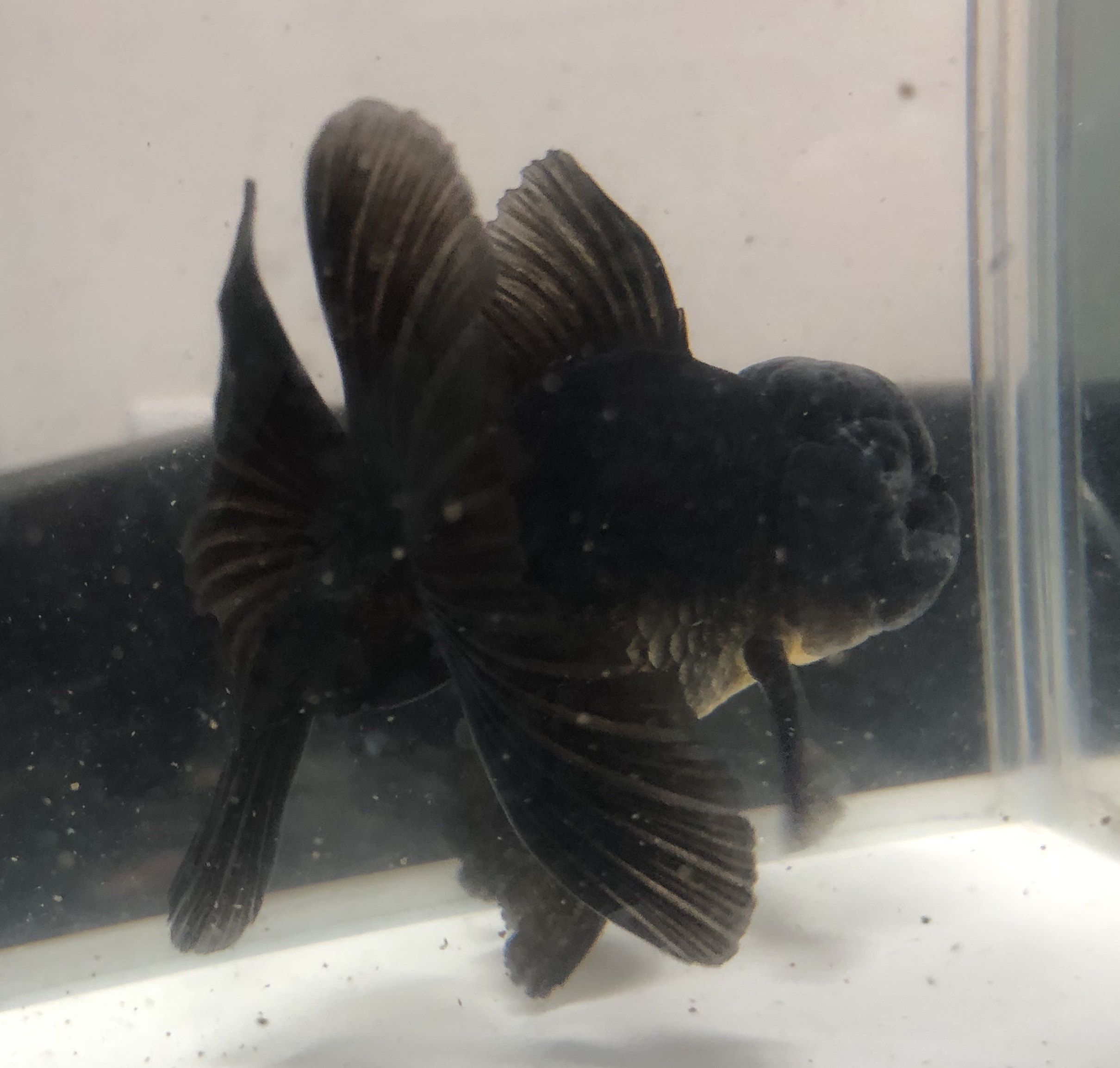 黒ハーフムーンオランダ 金魚宝房