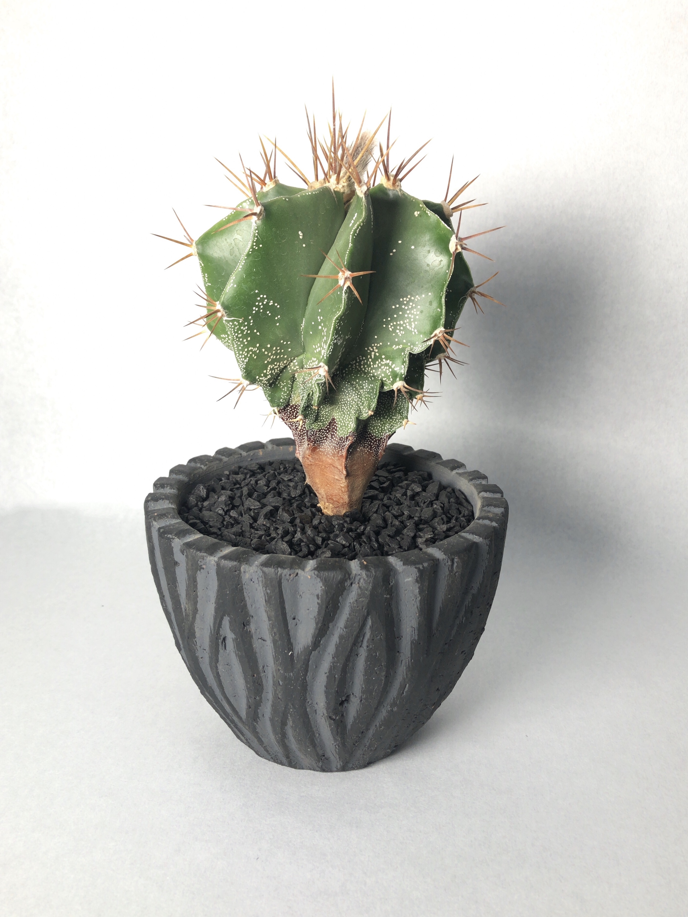 アストロフィツム 般若 Trigger