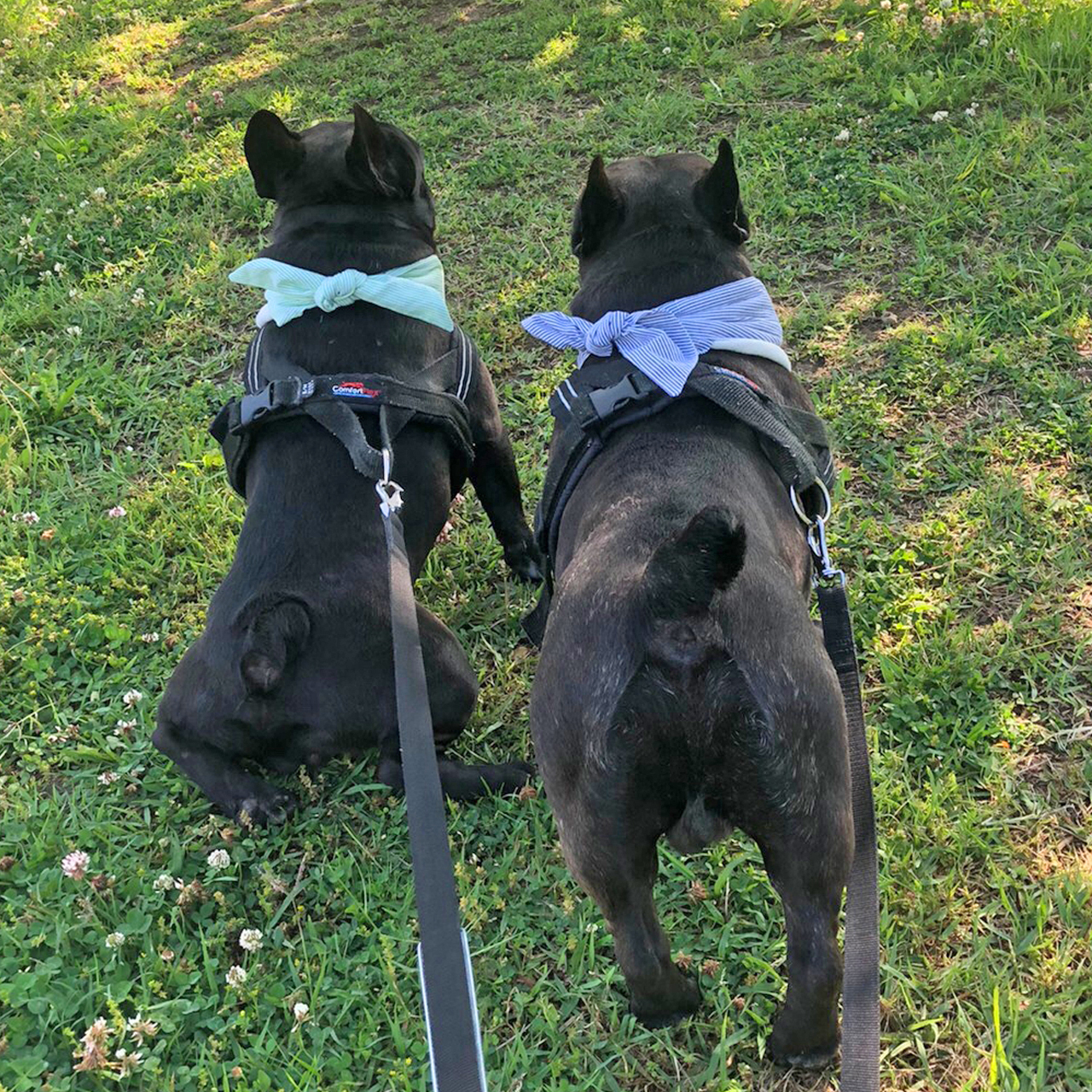 クールバンダナ ボーダー柄 Wyrj2709 Wellbeingdays