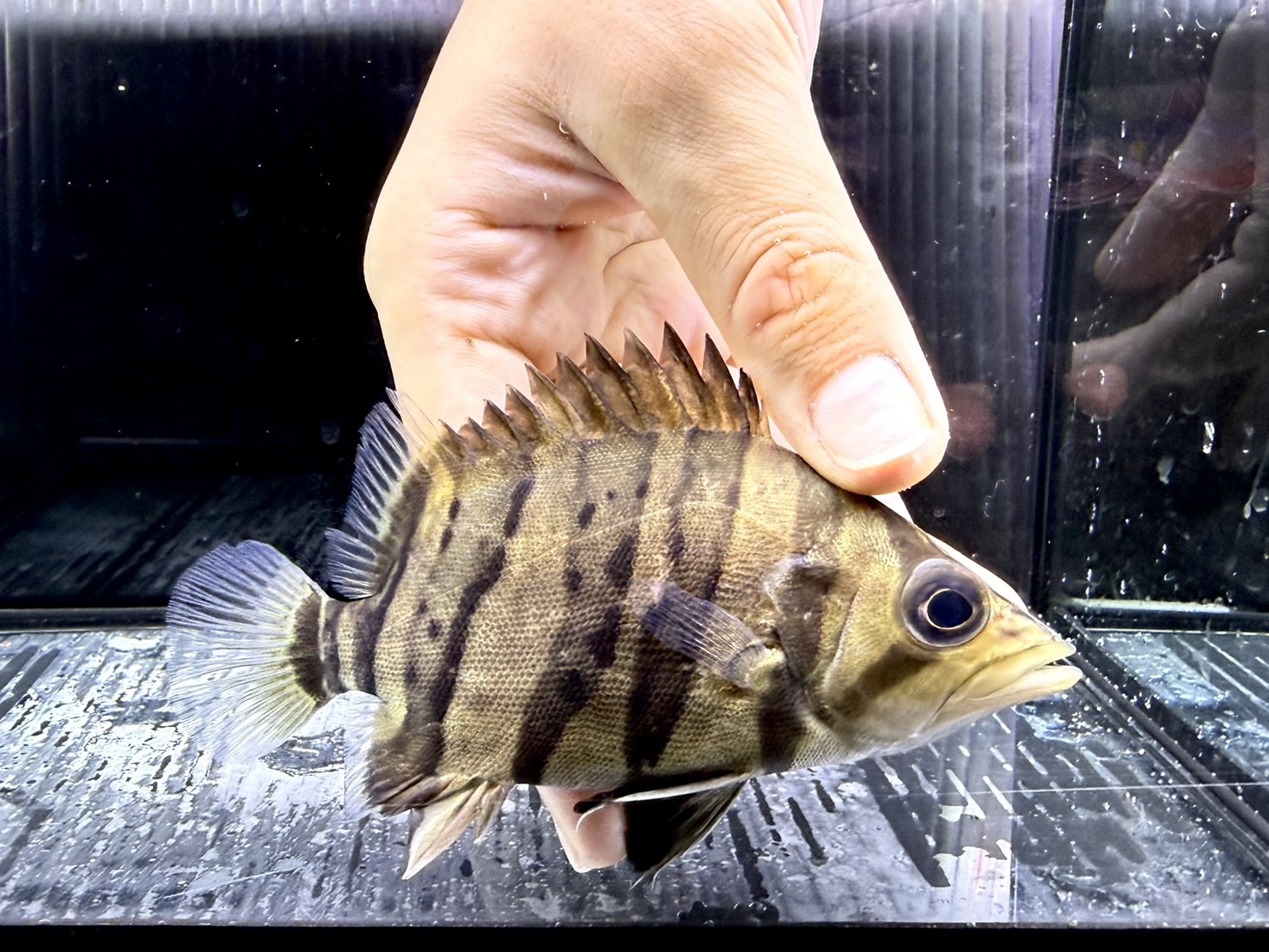 A15①   ダトニオプラスワン　変わりバンド　12㎝前後