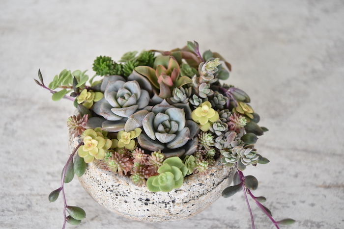 イロトリドリ 多肉植物寄せ植え Graceup Green イロトリドリ 多肉植物寄せ植え Graceup Green