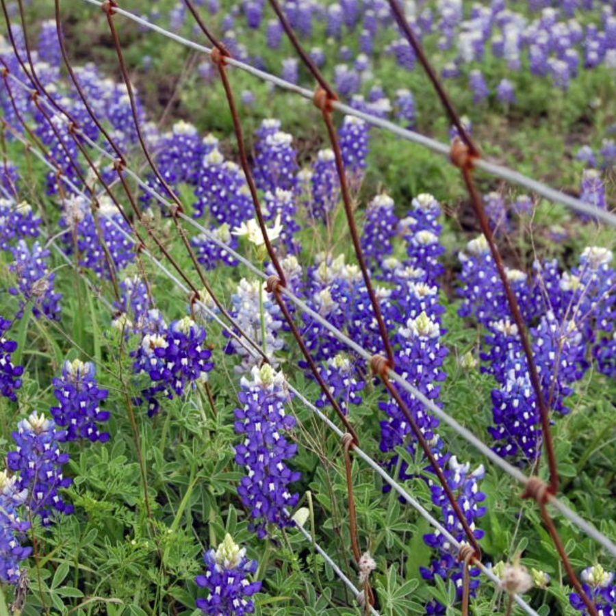 ルピナス ブルーボンネット Lupinus Texensis 天空のバラ園 無農薬バラ苗 花苗 クレマチス ハーブ産直販売 ルピナス ブルーボンネット Lupinus Texensis 天空のバラ園 無農薬バラ苗 花苗 クレマチス ハーブ産直販売
