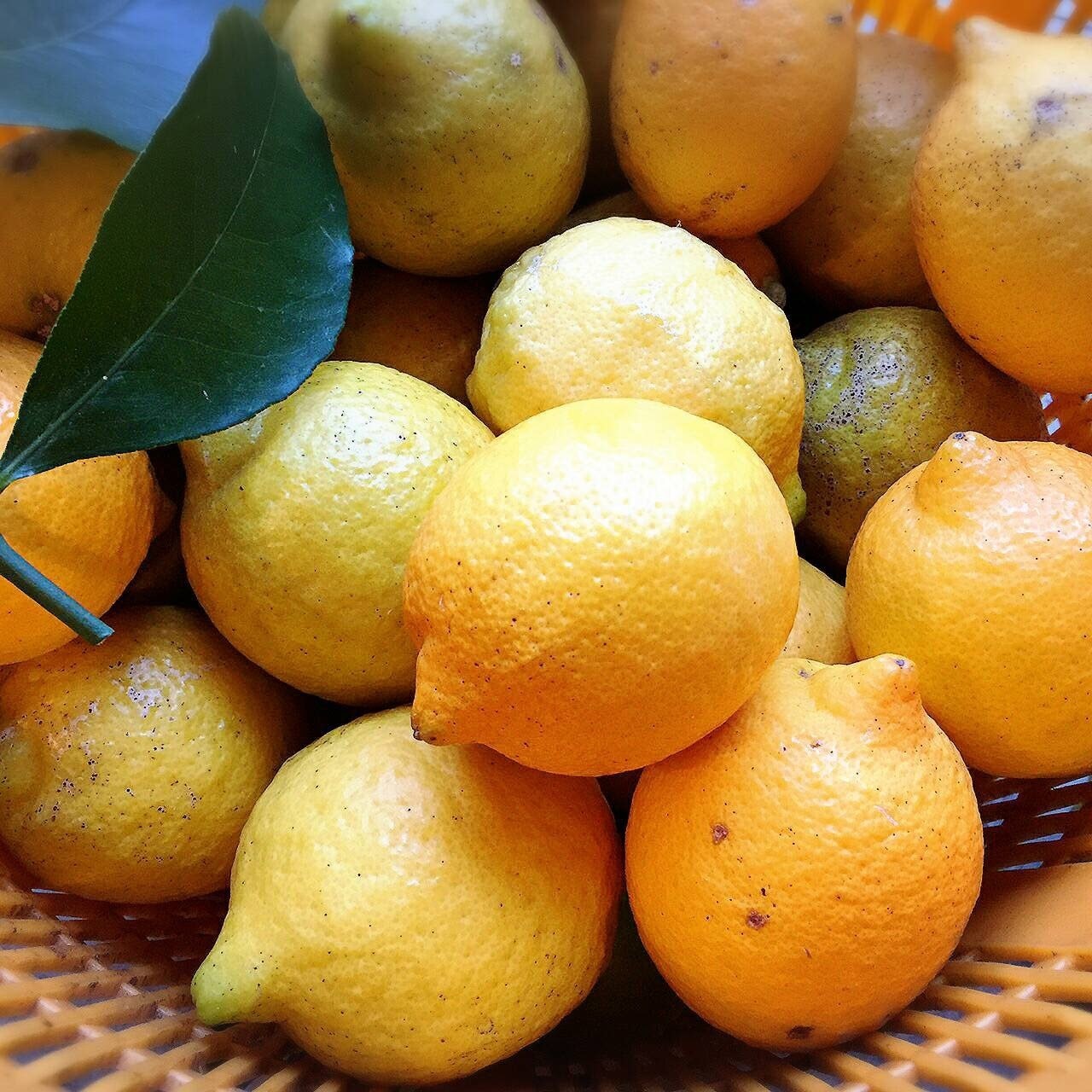 季節限定 農薬不使用 小田原産レモン 2kg Uraraca Farm