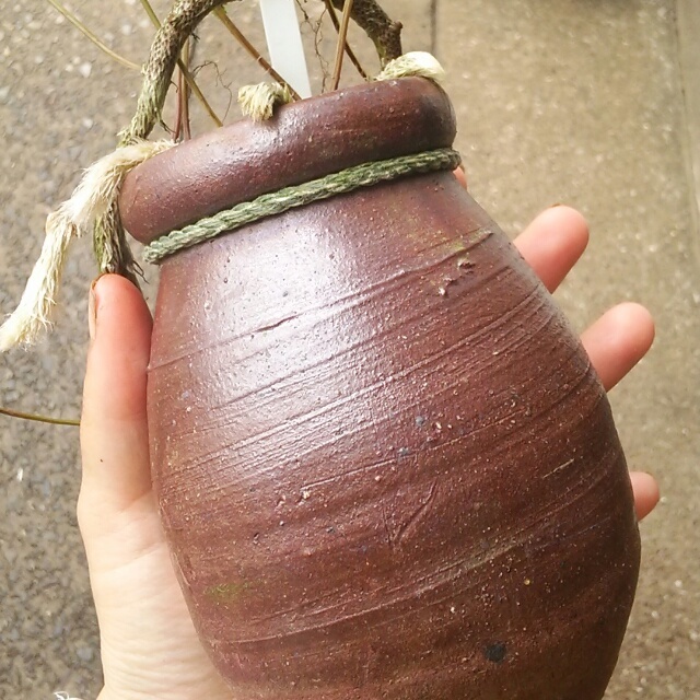 本日の目玉商品は、たこつぼに入ったトキワシノブ！