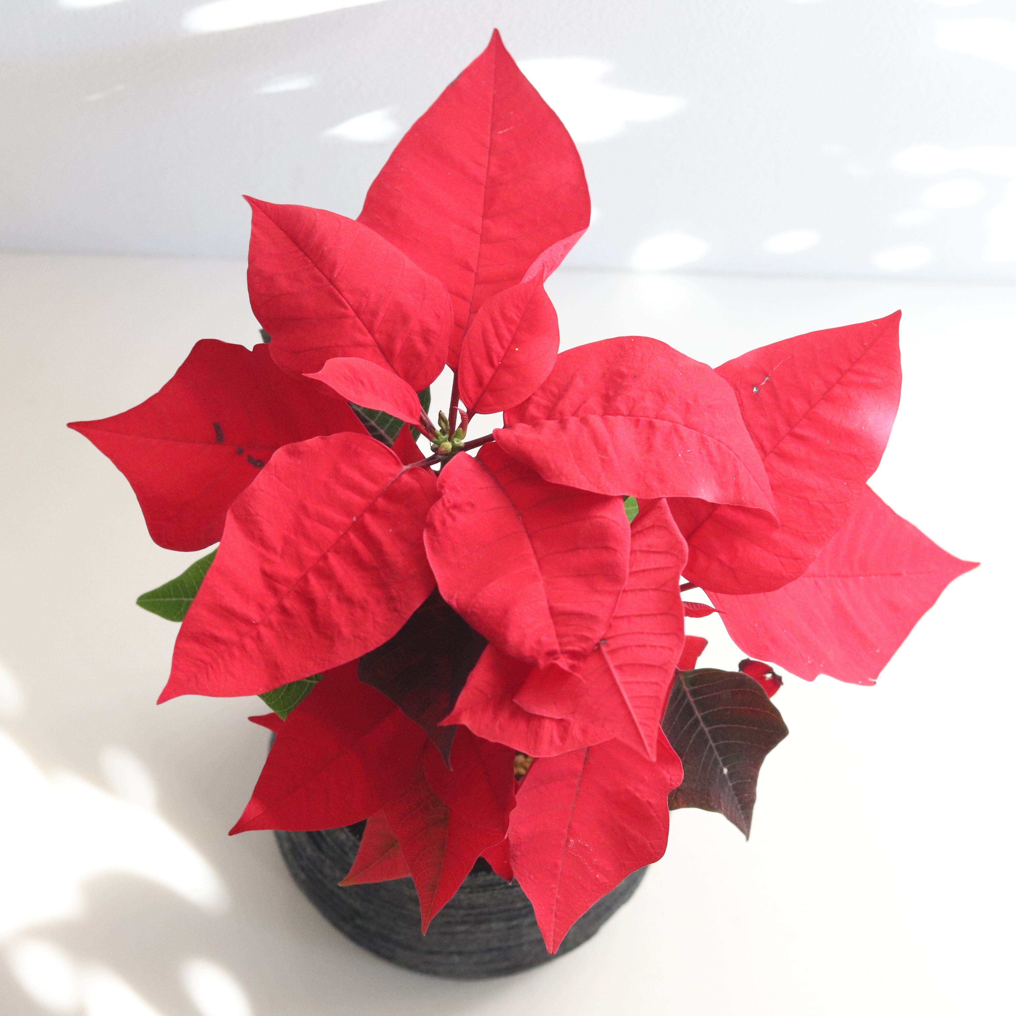 グリーン ポインセチア ジーフラットインテリアショップ