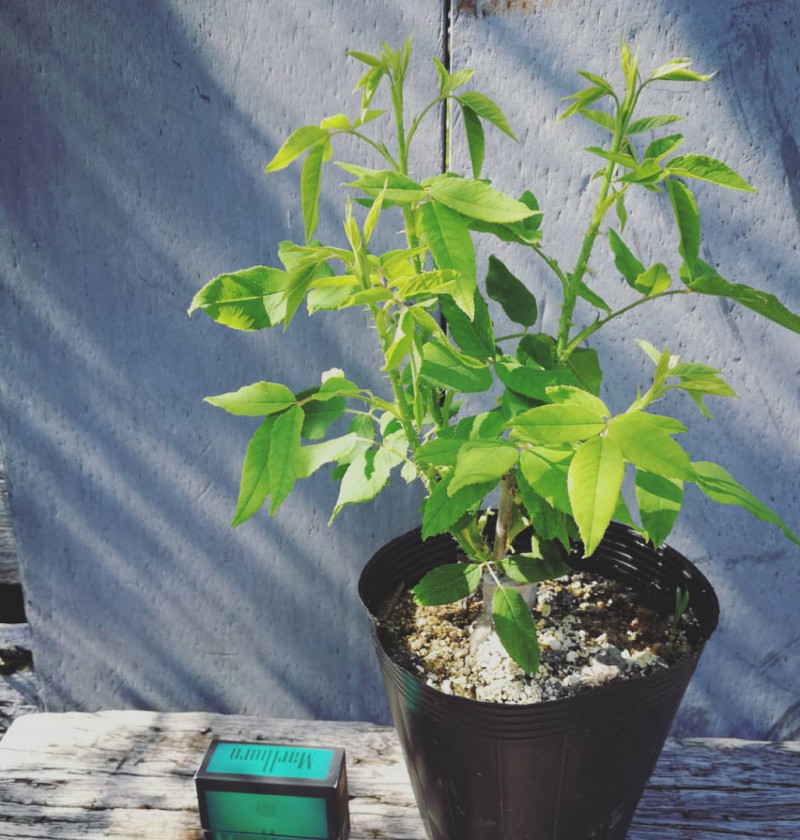 セリーヌ フォレスティエ 天空のバラ園 無農薬バラ苗 花苗 クレマチス ハーブ産直販売