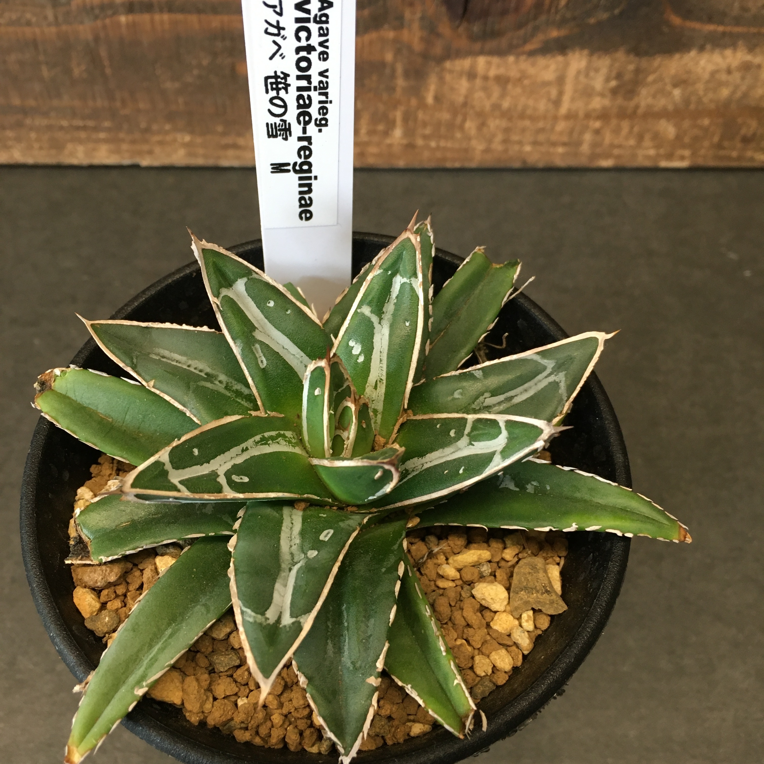 アガベ 笹の雪 子株付き Protoleaf プロトリーフ アガベ 笹の雪 子株付き Protoleaf プロトリーフ