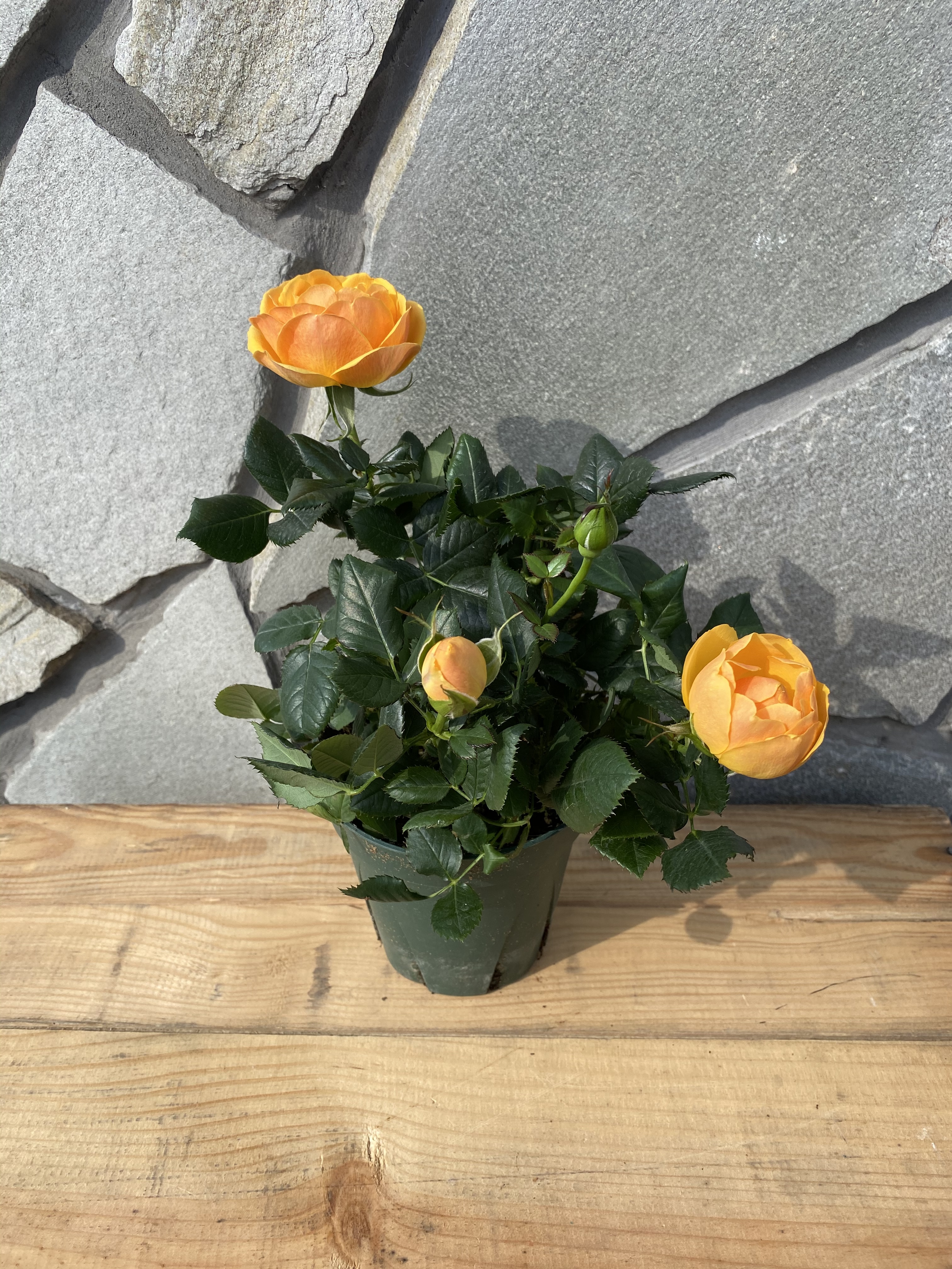 送料無料 ミニバラ インフィニティローズ オレンジ 4号 苗 Florist Lulu Flower ルルフラワー オンラインストア 送料無料 ミニバラ インフィニティローズ オレンジ 4号 苗 Florist Lulu Flower ルルフラワー オンラインストア