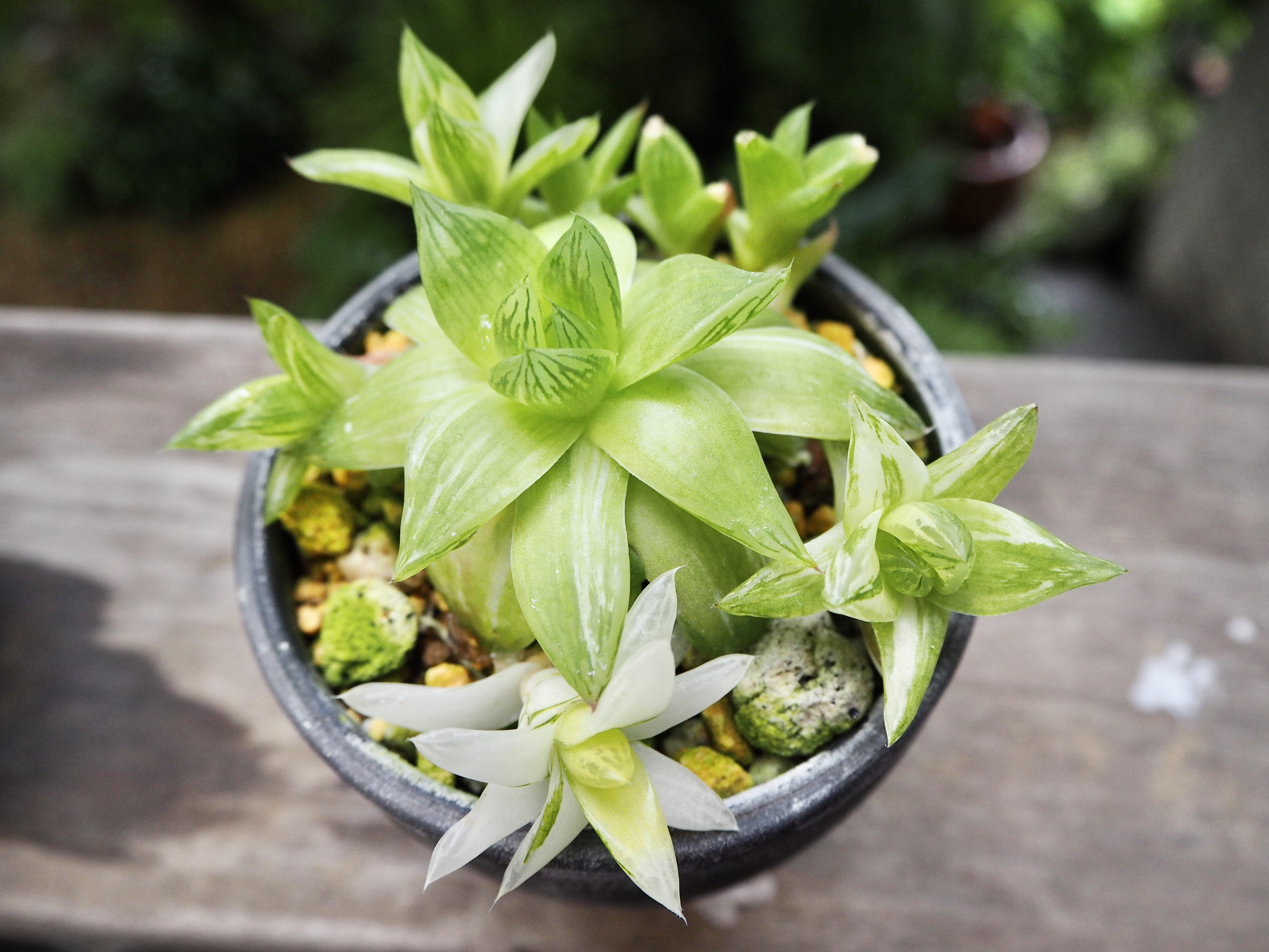 ハオルシア京の華錦 多肉植物デイジーアンドビー ハオルシア京の華錦 多肉植物デイジーアンドビー