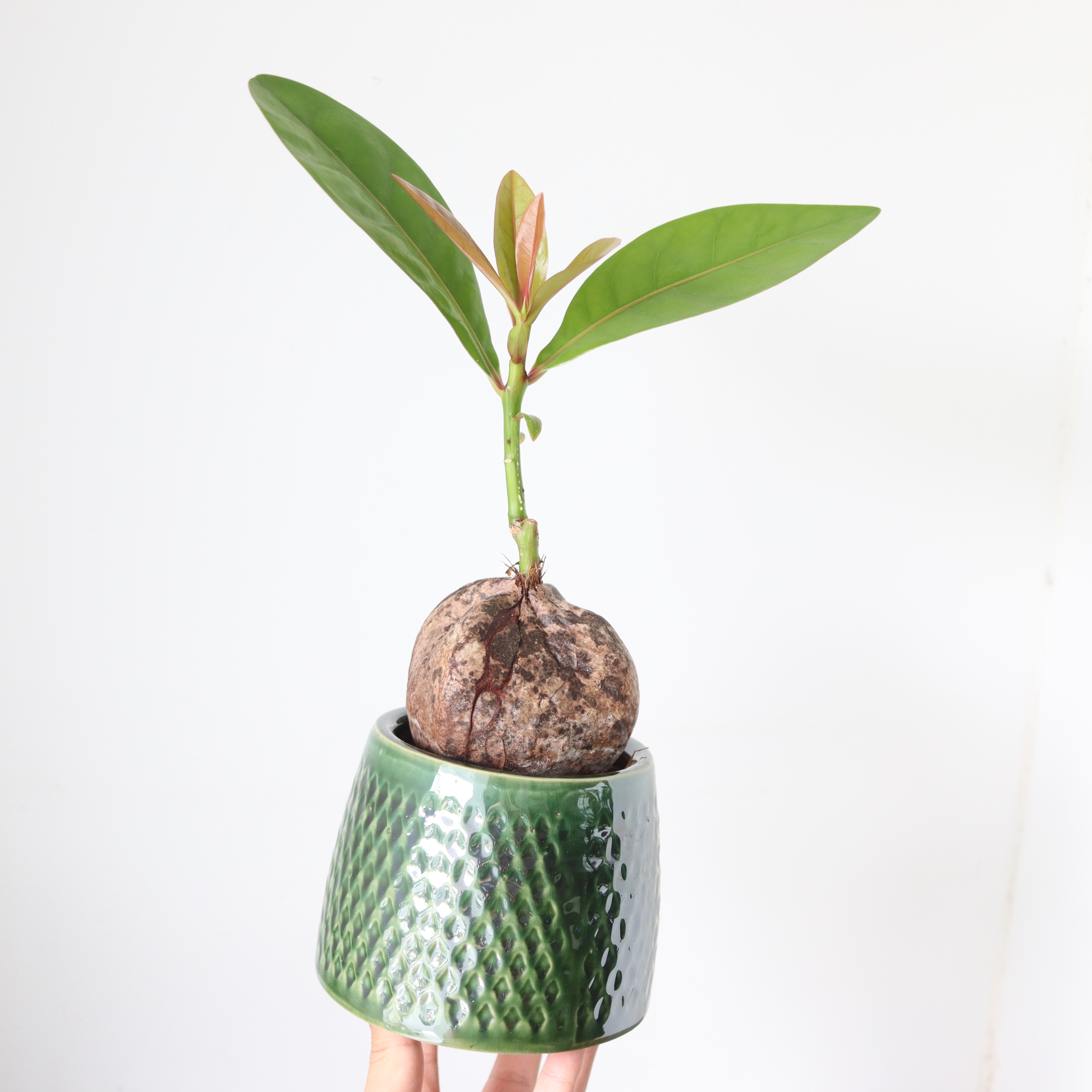 バーリングトニア 植物屋 Fyto バーリングトニア 植物屋 Fyto