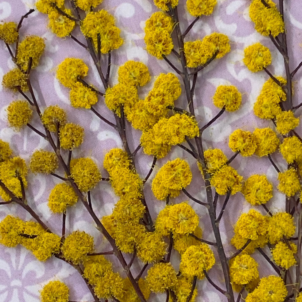 コンパクト押し花 ミモザ 少量をパックにしてお届け 押し花素材 はなはなぐりゅっけ コンパクト押し花 ミモザ 少量をパックにしてお届け 押し花素材 はなはなぐりゅっけ