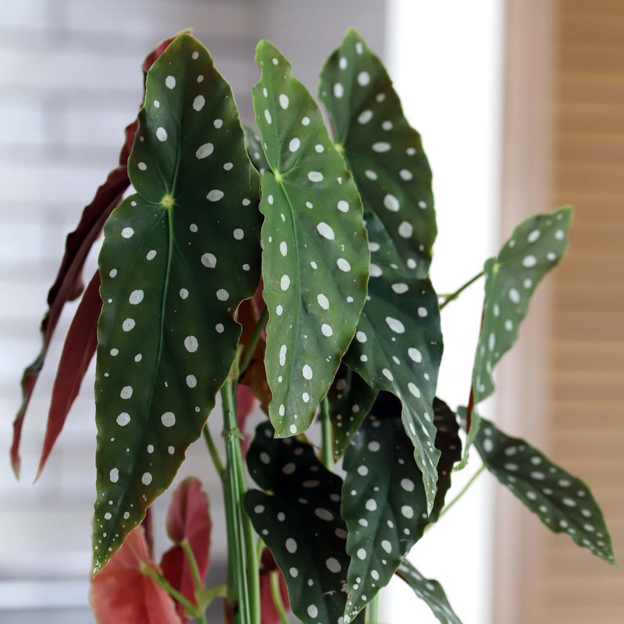 水玉模様のアート植物ベゴニアマクラータ 花工房あげたけonline 水玉模様のアート植物ベゴニアマクラータ 花工房あげたけonline