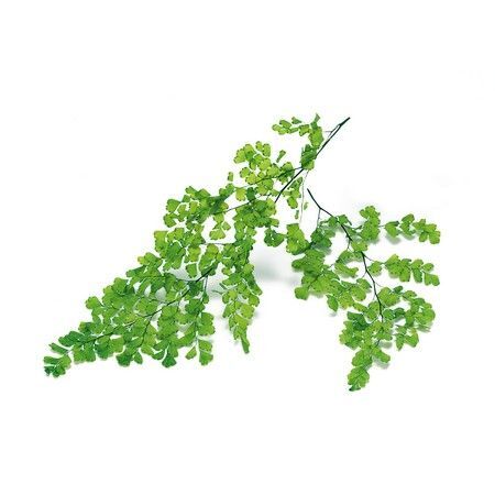 プリザーブド 大地農園 アジアンタム ルーシー 8枚 フレッシュグリーン 731 大阪花材