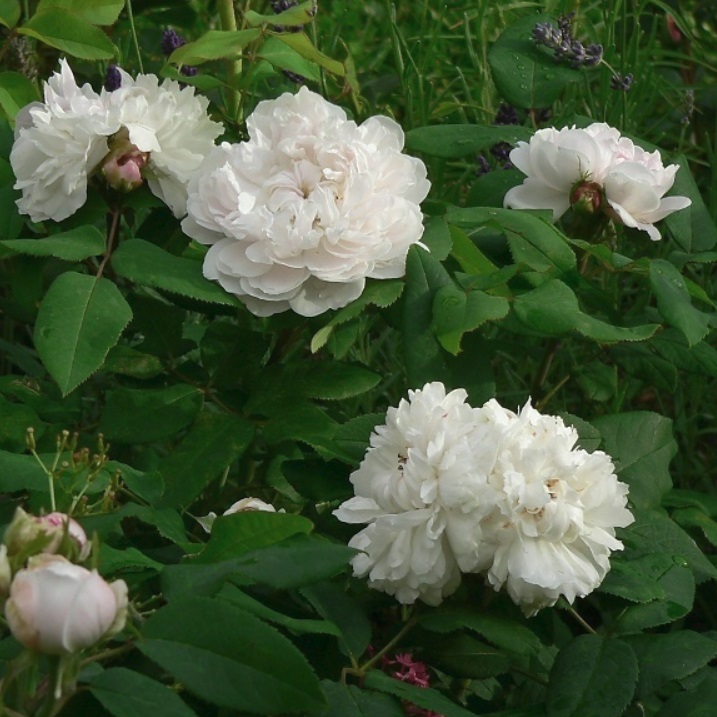 ホワイト ジャック カルティエ White Jacques Cartier 天空のバラ園 無農薬バラ苗 花苗 クレマチス ハーブ産直販売 ホワイト ジャック カルティエ White Jacques Cartier 天空のバラ園 無農薬バラ苗 花苗 クレマチス ハーブ産直販売