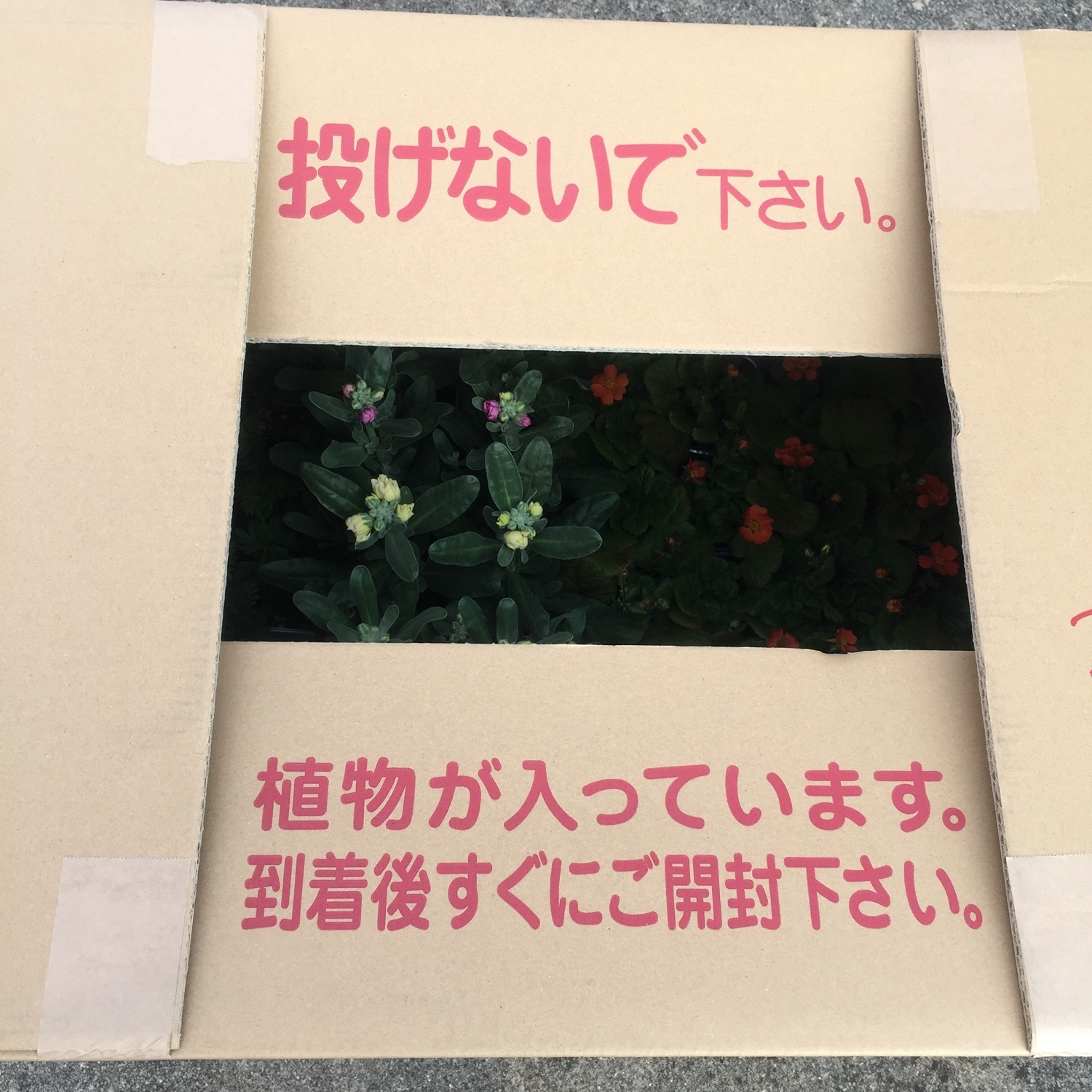 アークトチス グランディス 天空のバラ園 無農薬バラ苗 花苗 クレマチス ハーブ産直販売 アークトチス グランディス 天空のバラ園 無農薬バラ苗 花苗 クレマチス ハーブ産直販売