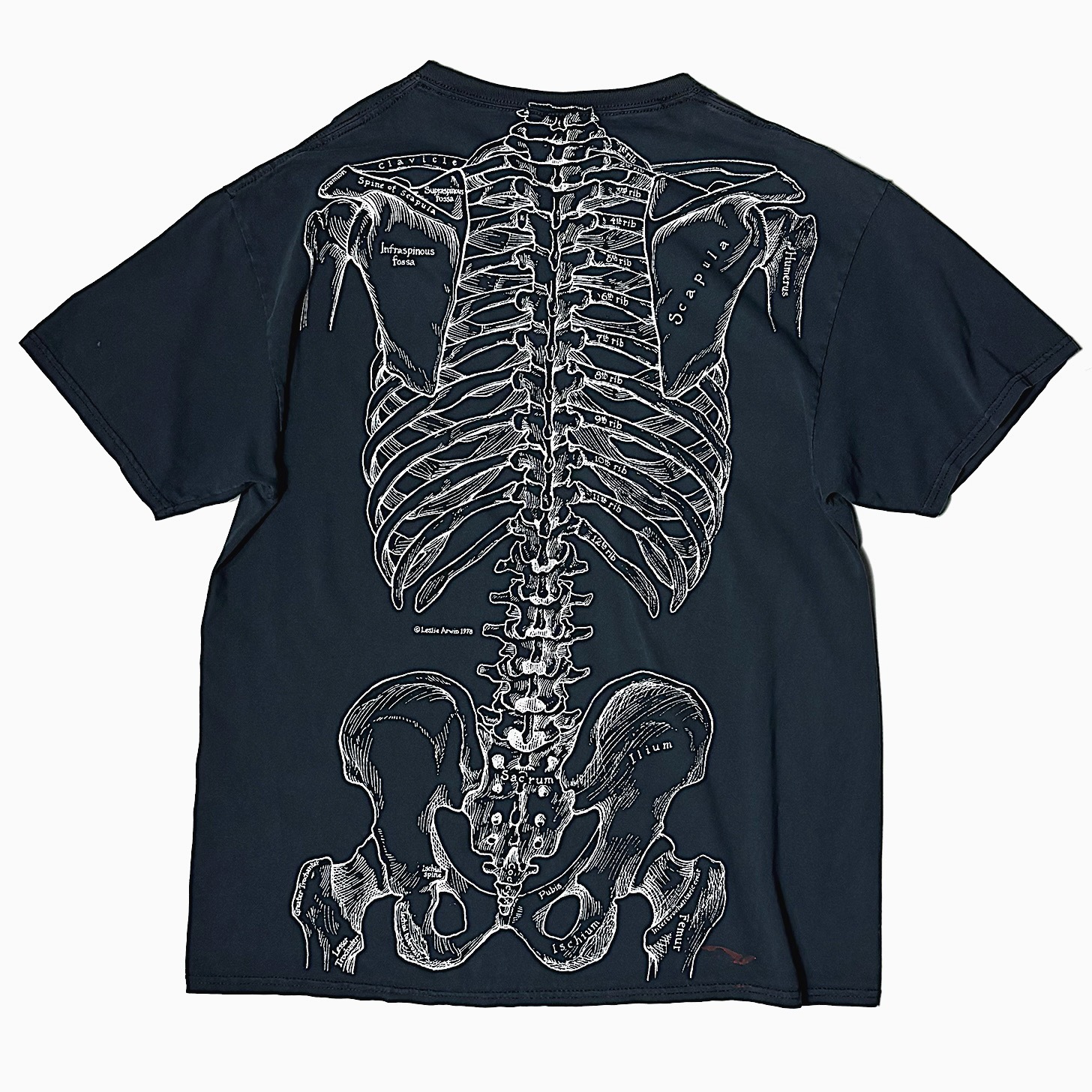 Vintage "Skeletal Spesimen" T-shirt の画像 2