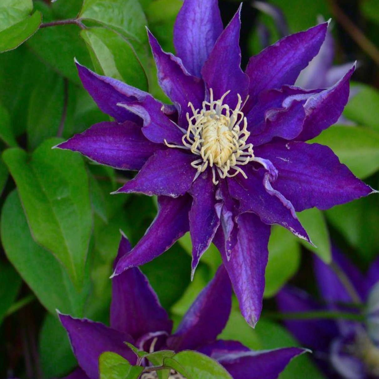 白王冠 Hakuookan 21年度新苗 お届けは21年4月上旬頃以降 注意 クレマチス以外と一緒に注文出来ません 天空のバラ園 無農薬バラ苗 花苗 クレマチス ハーブ産直販売