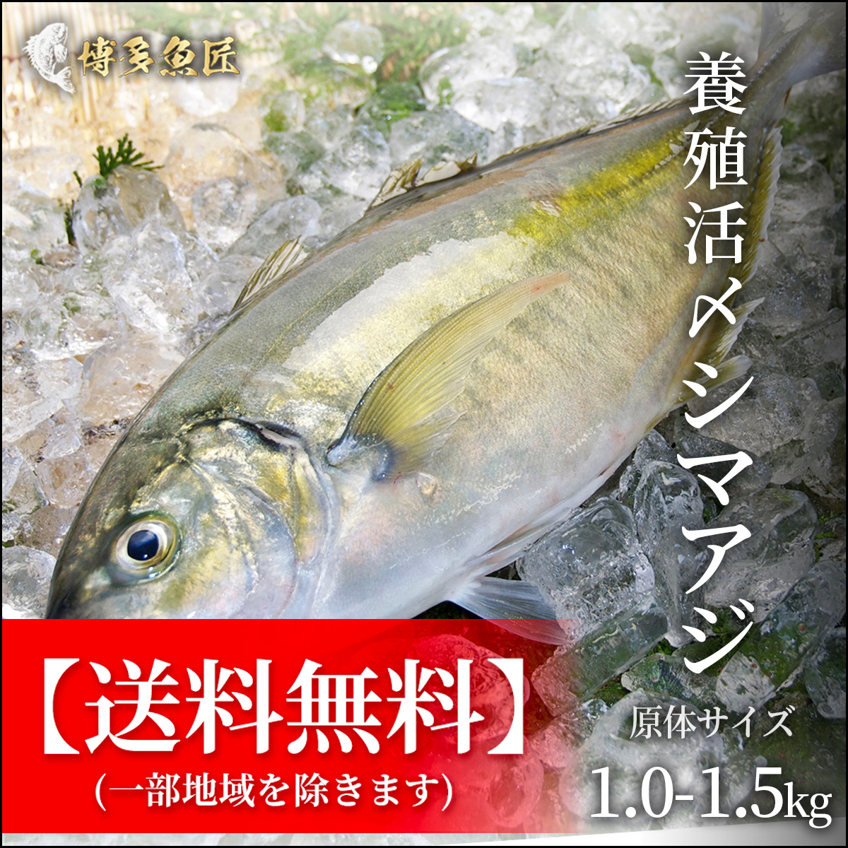 送料無料 養殖活〆シマアジ 1 0 1 5kg 刺身用 公式hp 博多魚匠 送料無料 養殖活〆シマアジ 1 0 1 5kg 刺身用 公式hp 博多魚匠