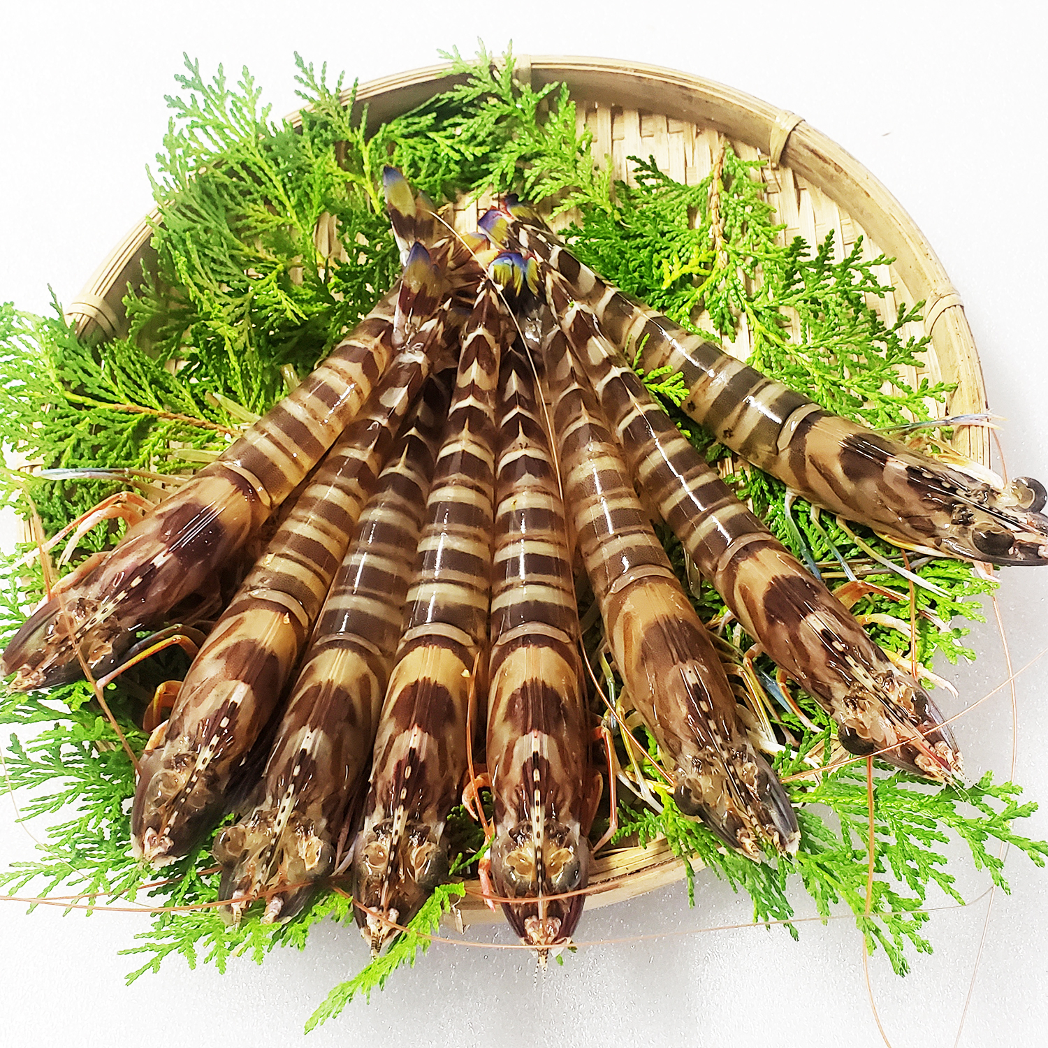 洞察力 日の出 勧める 活き エビ K6prk Org