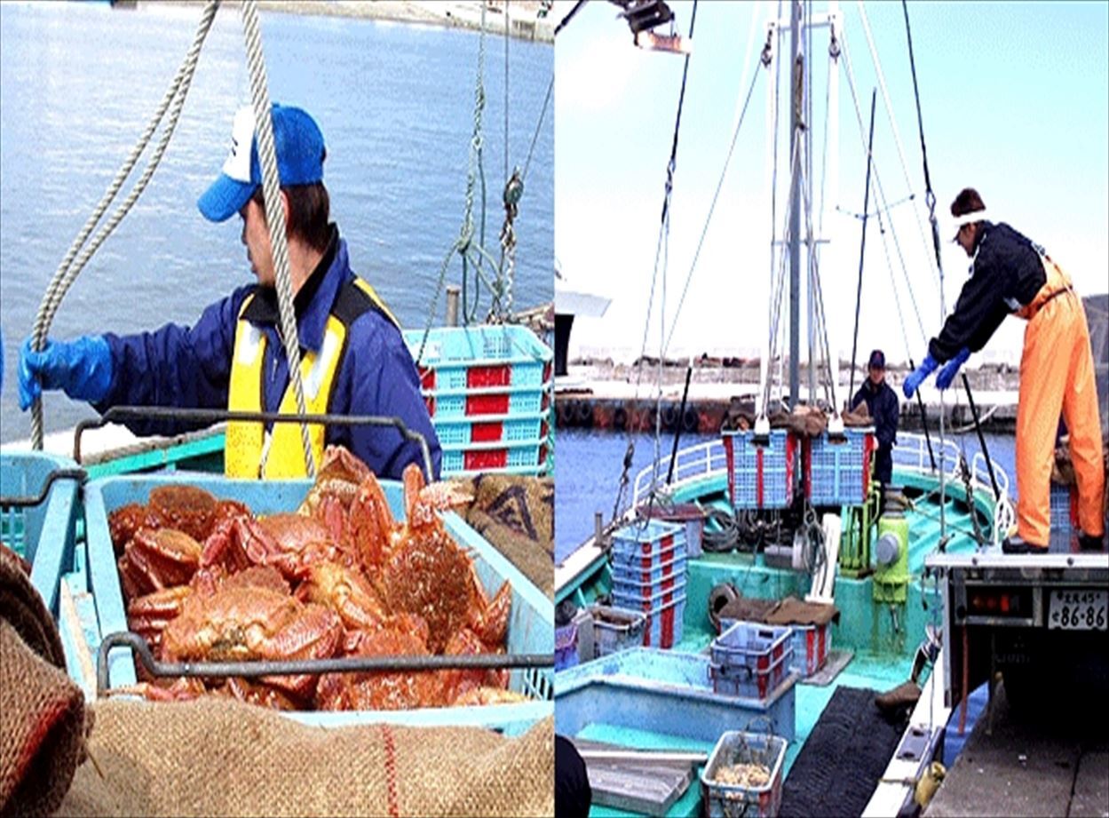 活 毛がに 北海道道東産 2尾 550g前後 2 マルダイ水産 公式 通販 活 毛がに 北海道道東産 2尾 550g前後 2 マルダイ水産 公式 通販