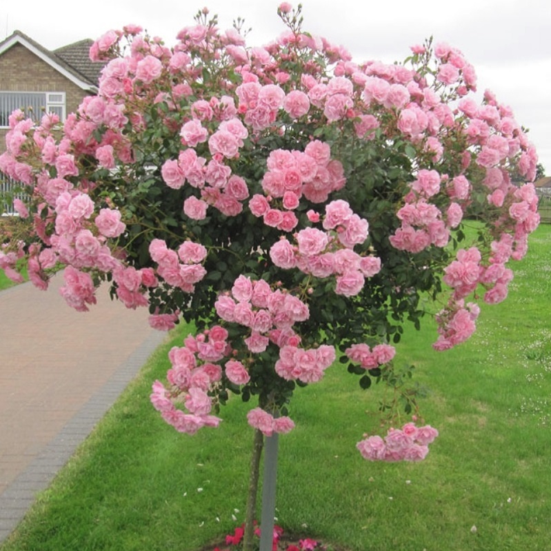 100cm台木 スタンダード 仕立て ロサ ルブリフォリア ロサ グラウカ Rosa Rubrifolia 天空のバラ園 無農薬バラ 苗 花苗 クレマチス ハーブ産直販売 100cm台木 スタンダード 仕立て ロサ ルブリフォリア ロサ グラウカ Rosa Rubrifolia 天空のバラ園 無農薬バラ 苗 花苗 クレマチス ハーブ産直販売