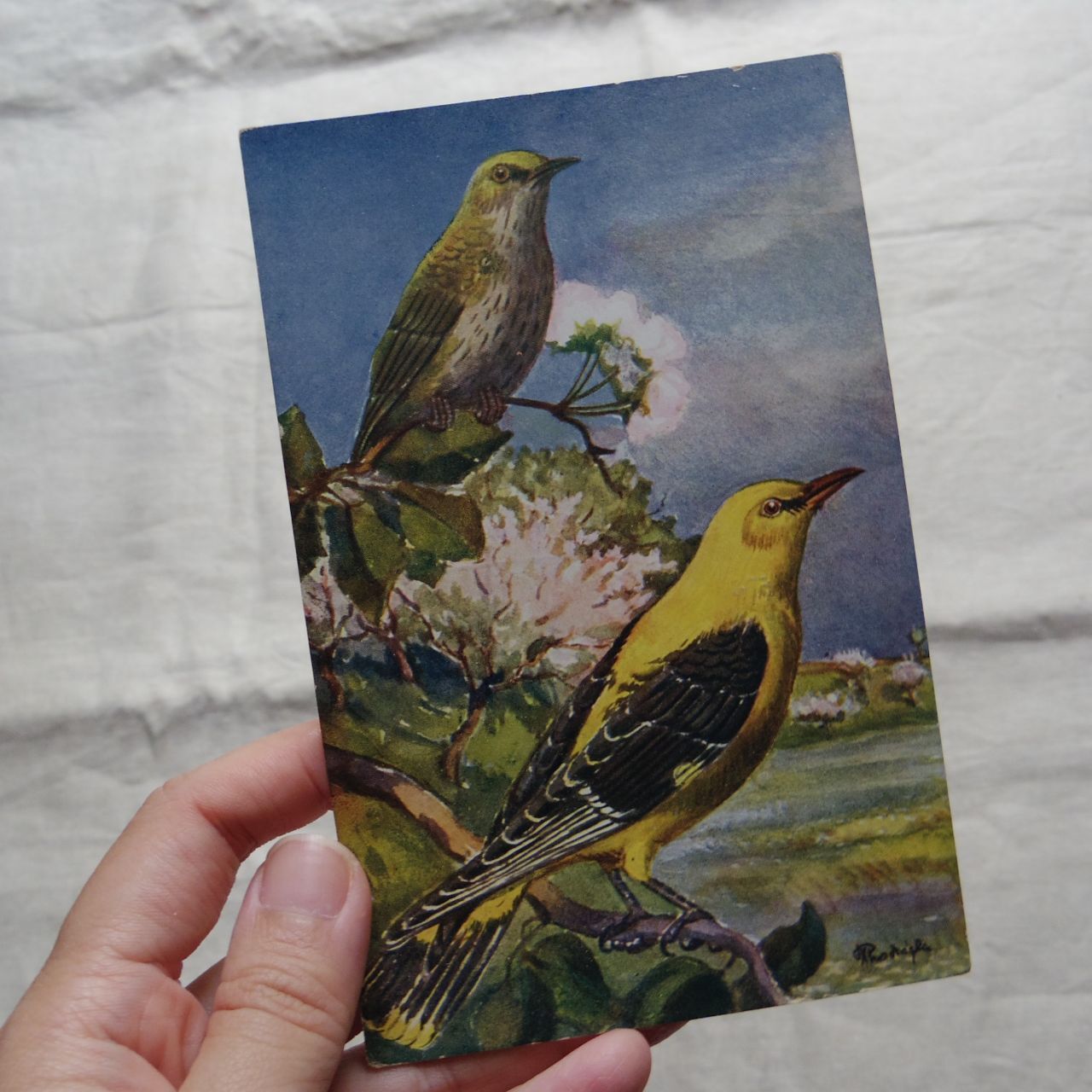 エア蚤の市 鳥の絵のポストカード Atelier Oneflower