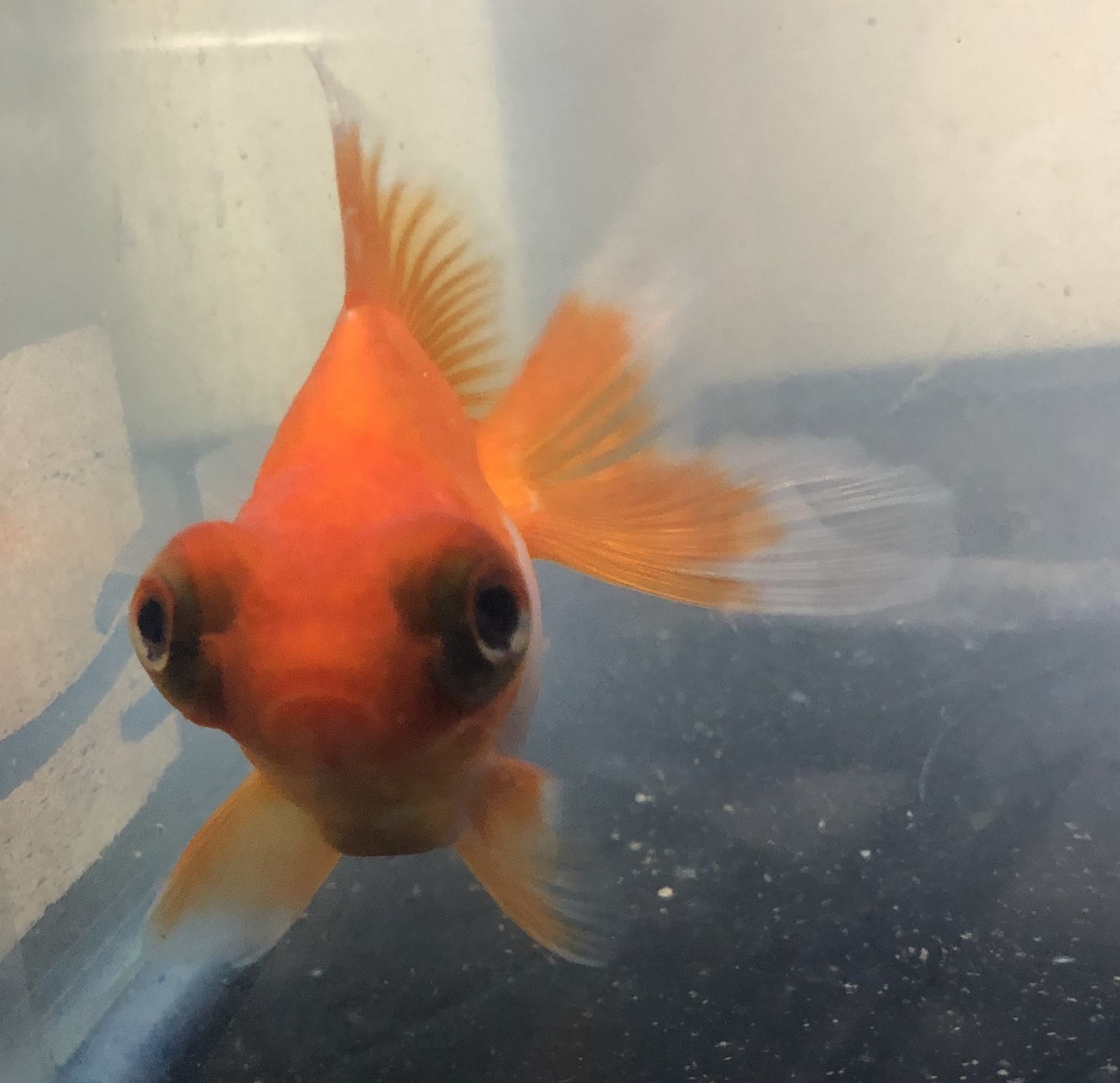 紅葉出目金 金魚宝房 紅葉出目金 金魚宝房