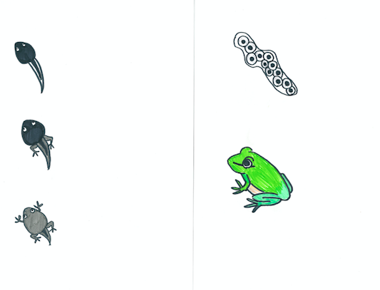 モンテッソーリ教育 小さな本 カエルの成長 イラストのみ Edu Labo Japan