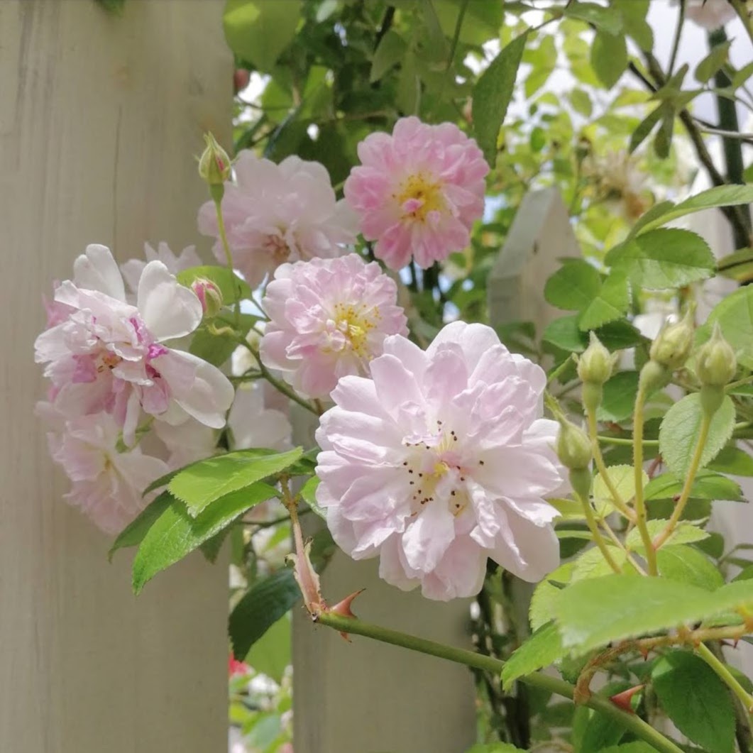 ポールズ ヒマラヤン ムスク Paul S Himalayan Musk 21年度新苗予約 お届けは21年5月上旬以降 天空のバラ園 無農薬バラ苗 花苗 クレマチス ハーブ産直販売 ポールズ ヒマラヤン ムスク Paul S Himalayan Musk 21年度新苗予約 お届けは21年5月上旬以降 天空のバラ園 無農薬バラ苗 花苗 クレマチス ハーブ産直販売