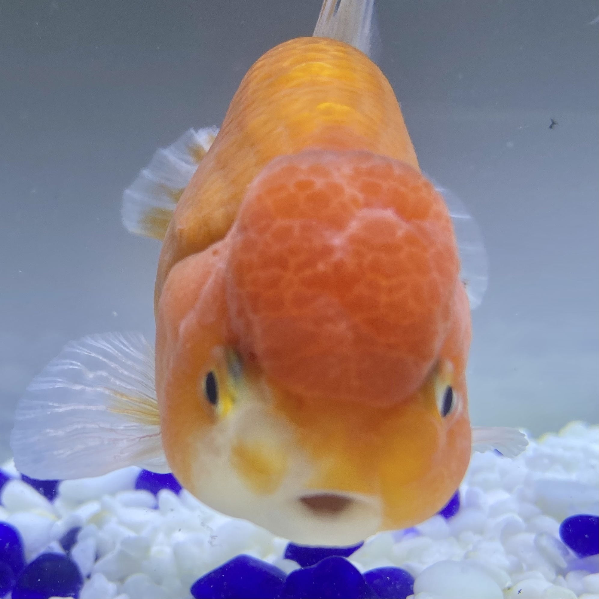 国産 金魚 加藤氏 桜錦 1匹 12センチ前後 愛好家産 Sakura Sarasa