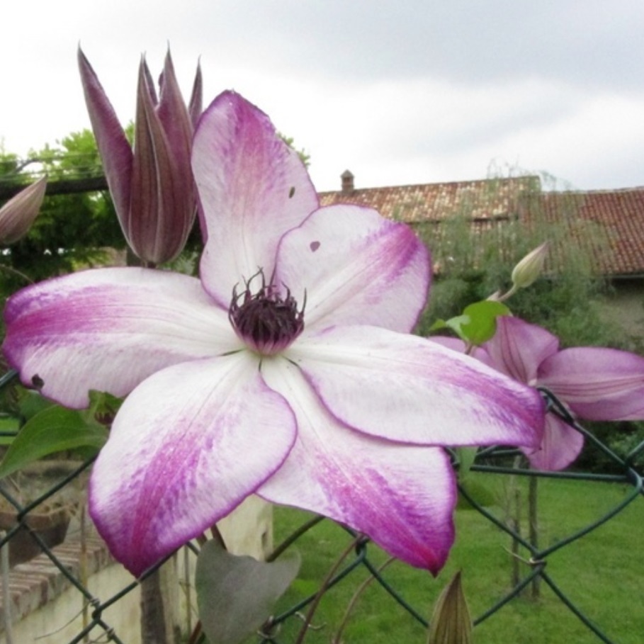 フォンド メモリー Fond Memories 21年度新苗 お届けは21年4月上旬頃以降 注意 クレマチス以外と一緒に注文出来ません 天空のバラ園 無農薬バラ苗 花苗 クレマチス ハーブ産直販売