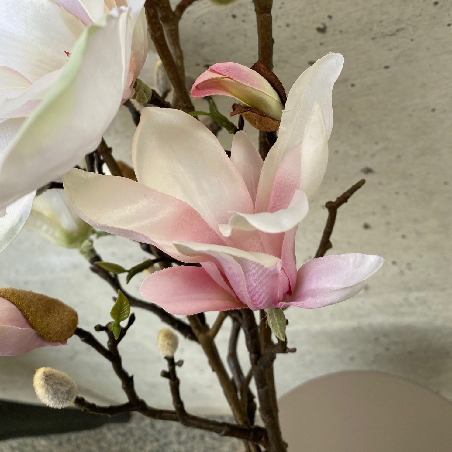 Magnolia モクレン ホワイトピンク Factorial A Shop Magnolia モクレン ホワイトピンク Factorial A Shop