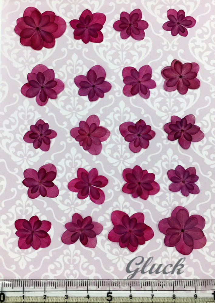 コンパクト押し花 着色八重あじさい ピンクパープル 少量をパックにしてお届け 押し花素材 はなはなぐりゅっけ コンパクト押し花 着色八重あじさい ピンクパープル 少量をパックにしてお届け 押し花素材 はなはなぐりゅっけ