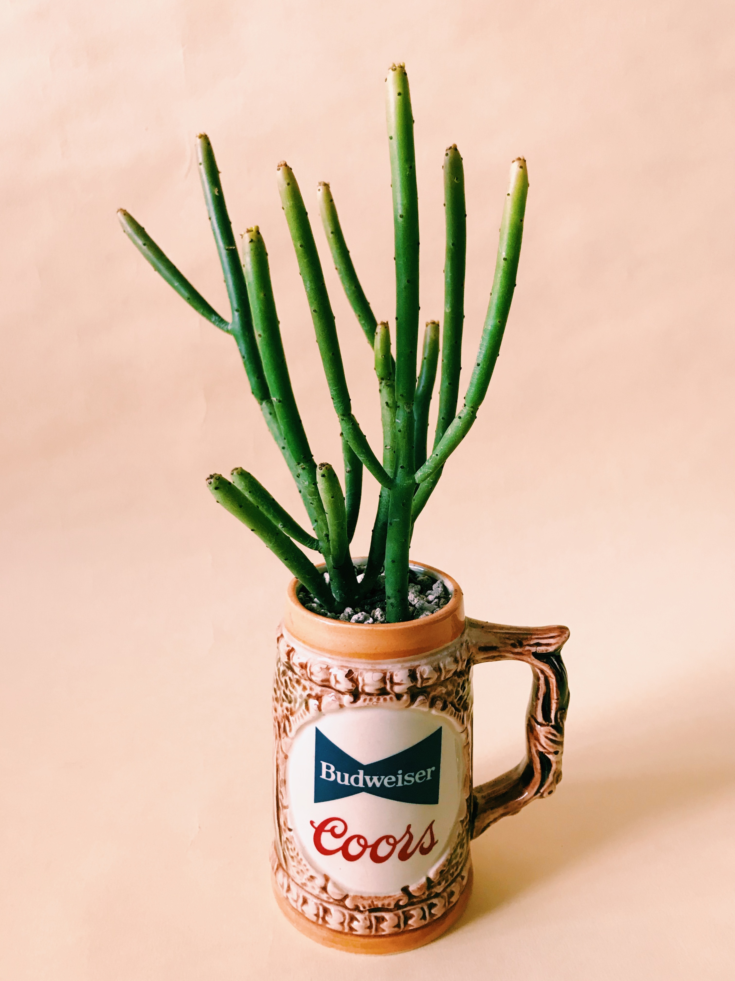ミルクブッシュ ユーフォルビア 観葉植物 多肉植物のお店flex ミルクブッシュ ユーフォルビア 観葉植物 多肉植物のお店flex