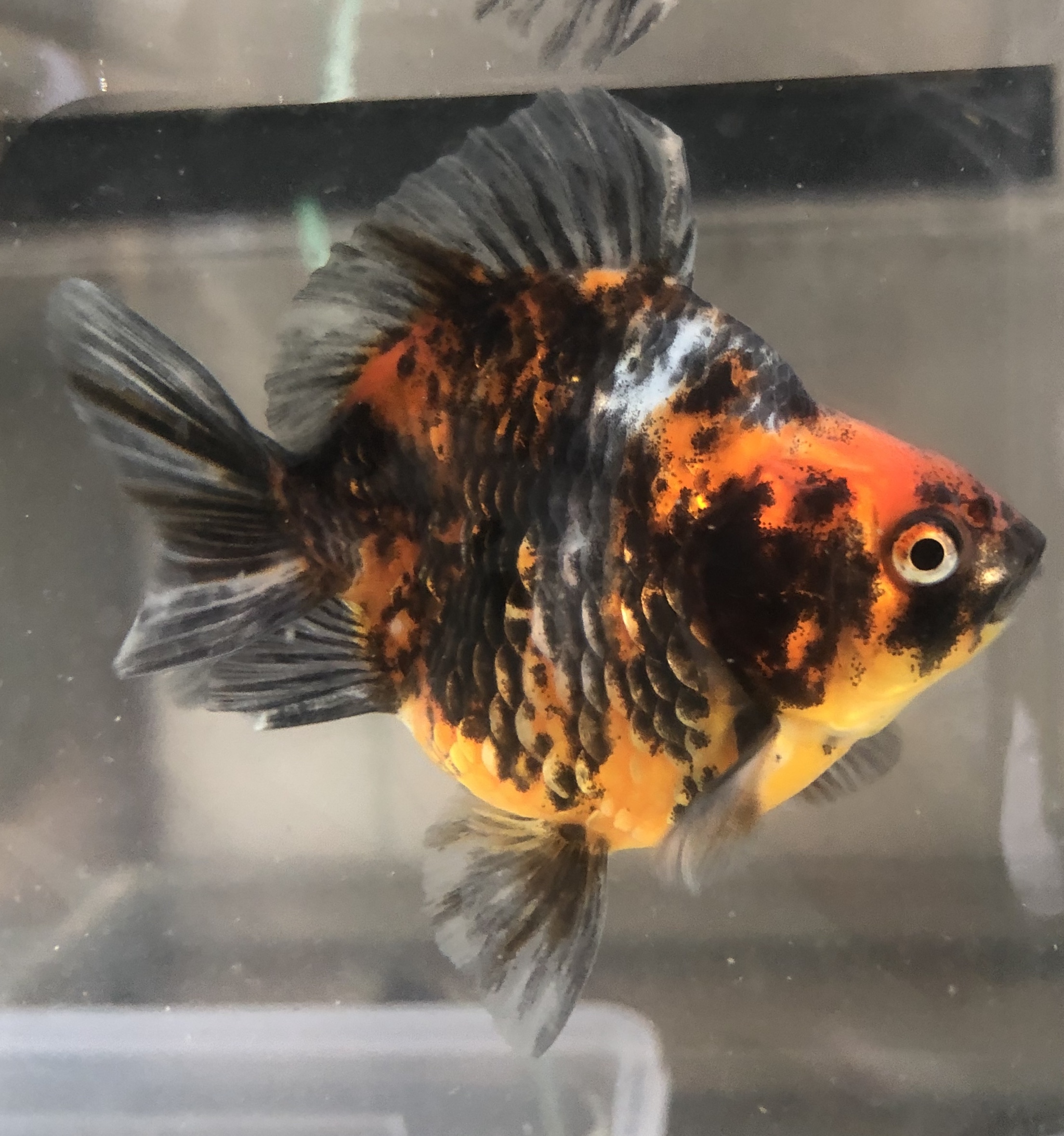 オススメ 重彩花ショートテール琉金 金魚宝房 オススメ 重彩花ショートテール琉金 金魚宝房