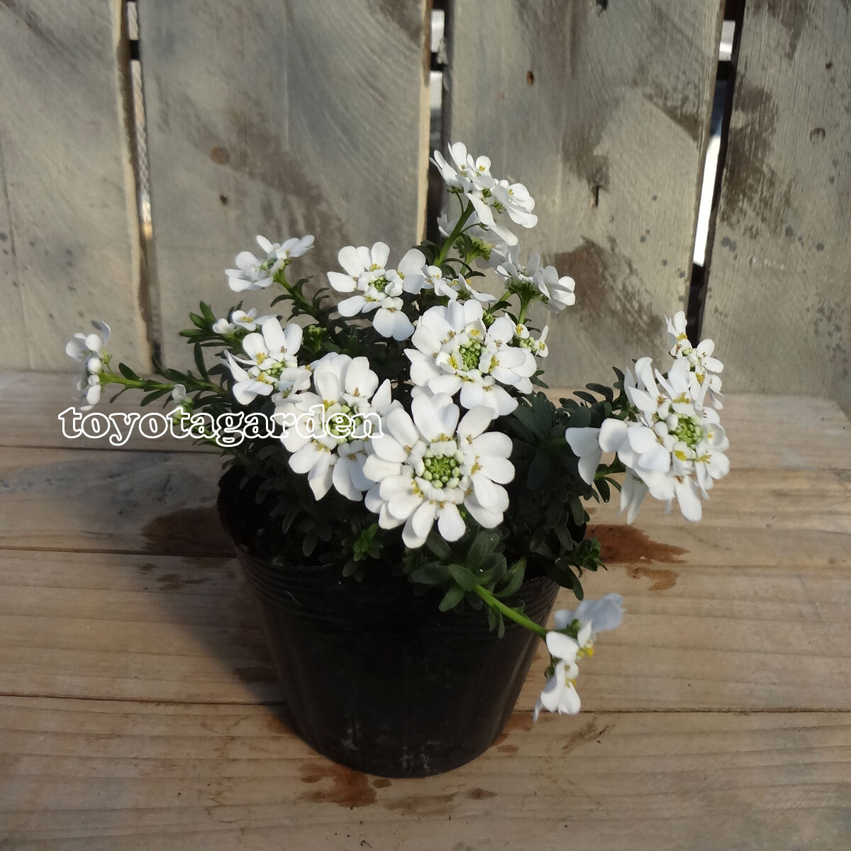 イベリス ブライダル ブーケ