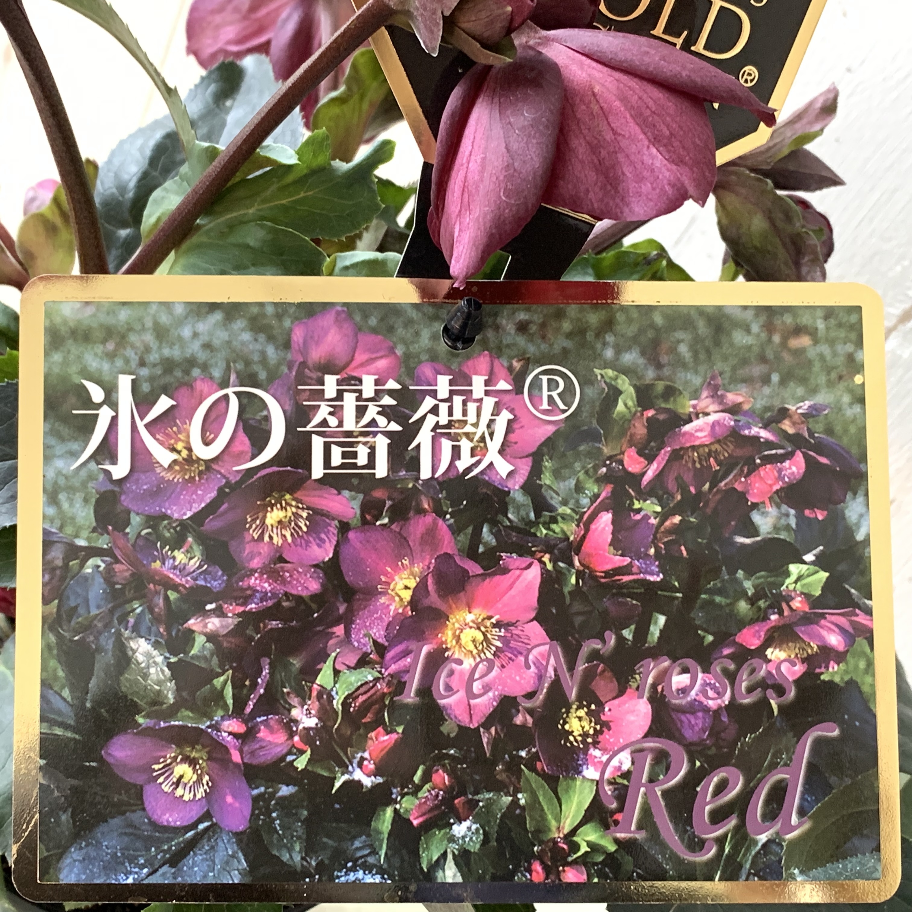 【値下げ!】初心者向け超丈夫!豪華な花付きクリスマスローズ【氷の薔薇】レッド5号 - 画像5