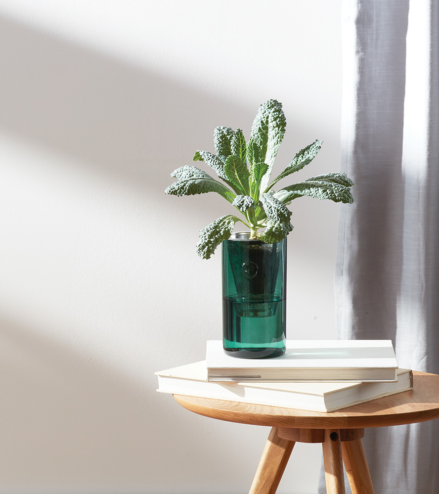 水耕栽培キット Tumbler Grow ベビーケール ルッコラ Hove Online Store 水耕栽培キット Tumbler Grow ベビーケール ルッコラ Hove Online Store