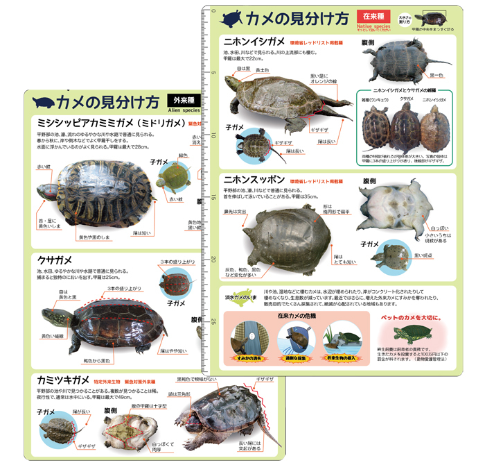亀見分け 方種類 – 亀 図鑑 写真 – SJGZY