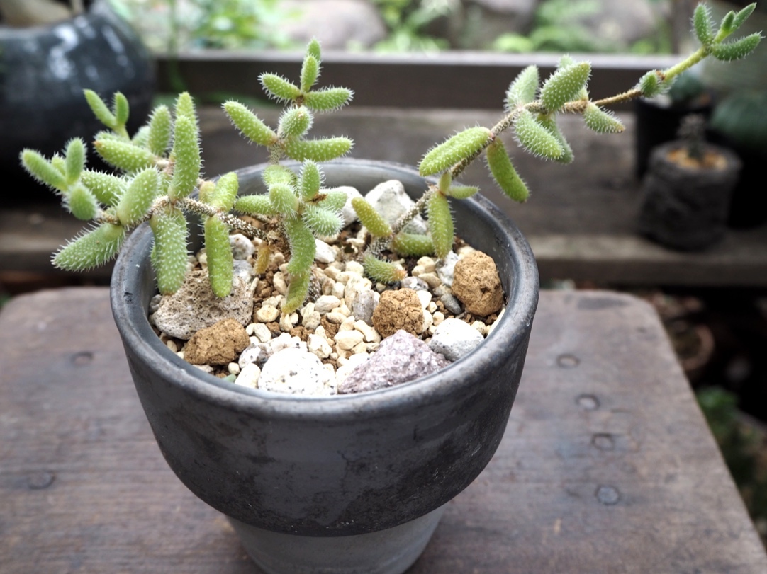 デロスペルマ雪童 多肉植物デイジーアンドビー