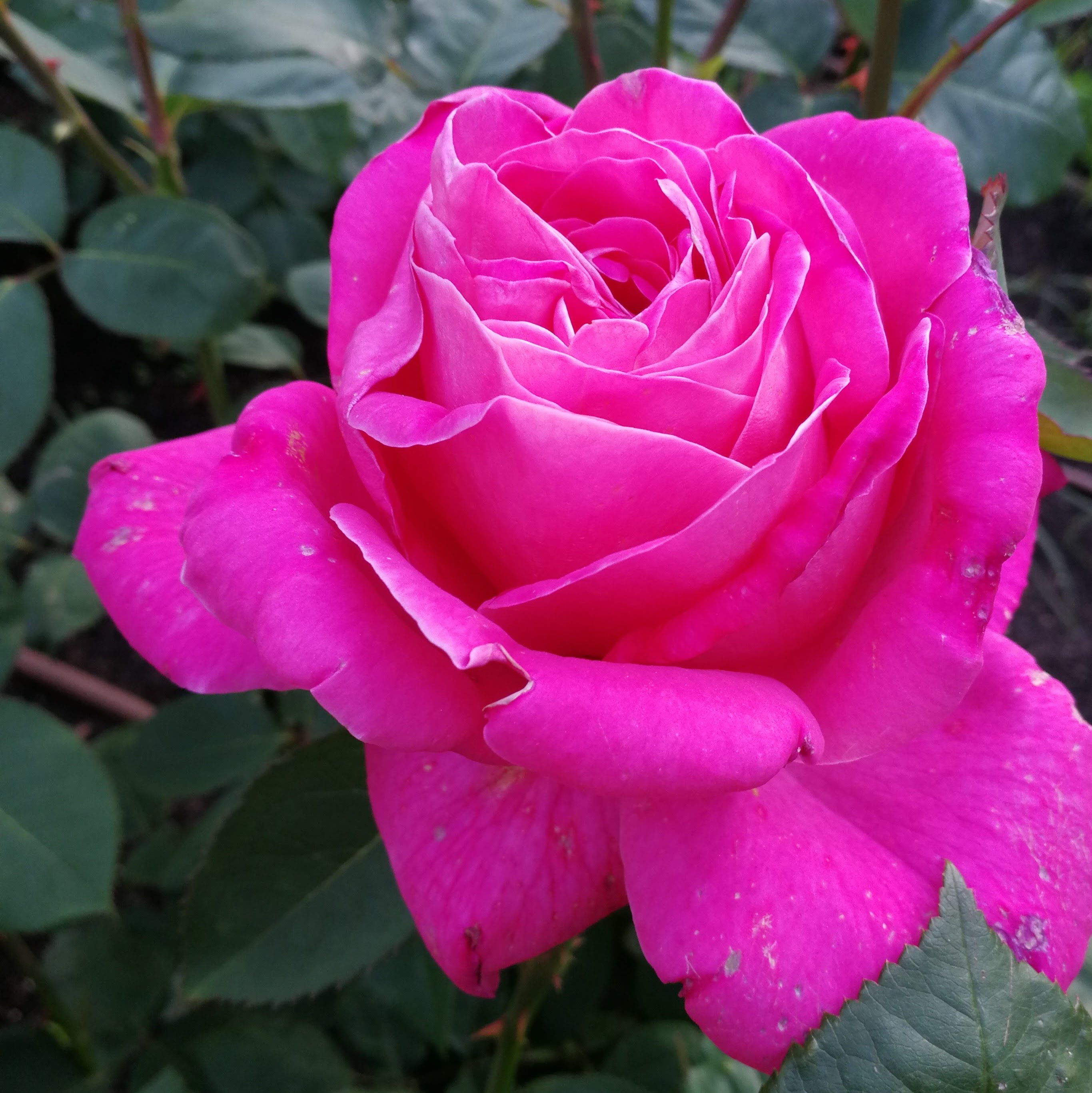 の バラ 言葉 ピンク 花 薔薇（バラ）の花言葉！色別（ピンク・赤・白・黄・緑・紫）一覧