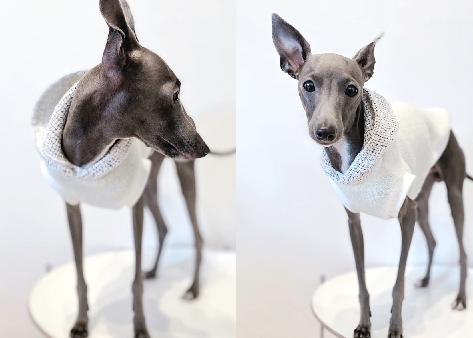 フワモコフードベスト ホワイト ー 犬服 イタグレ服 ミニピン服 Maison Sept メゾン セット ドッグウェア イタグレ ミニピン フレブル キャバリア フワモコフードベスト ホワイト ー 犬服 イタグレ服 ミニピン服 Maison Sept メゾン セット ドッグウェア イタグレ ミニピン フレブル キャバリア