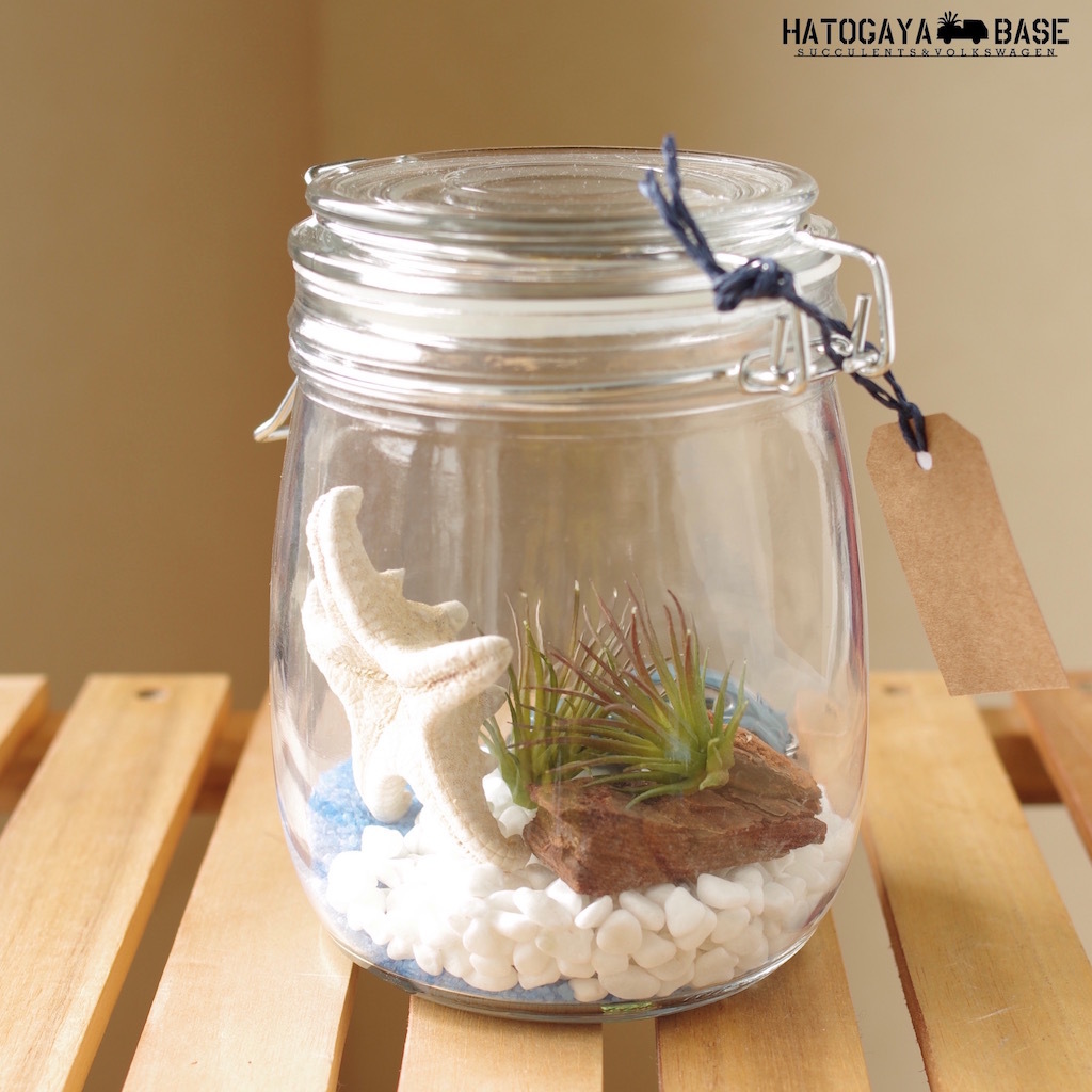テラリウムキット ワーゲンビートル スターフィッシュ エアプランツ造花 Trct1s01 Hatogaya Base For Succulents And Volkswagen Lovers テラリウムキット ワーゲンビートル スターフィッシュ エアプランツ造花 Trct1s01 Hatogaya Base For Succulents And Volkswagen Lovers