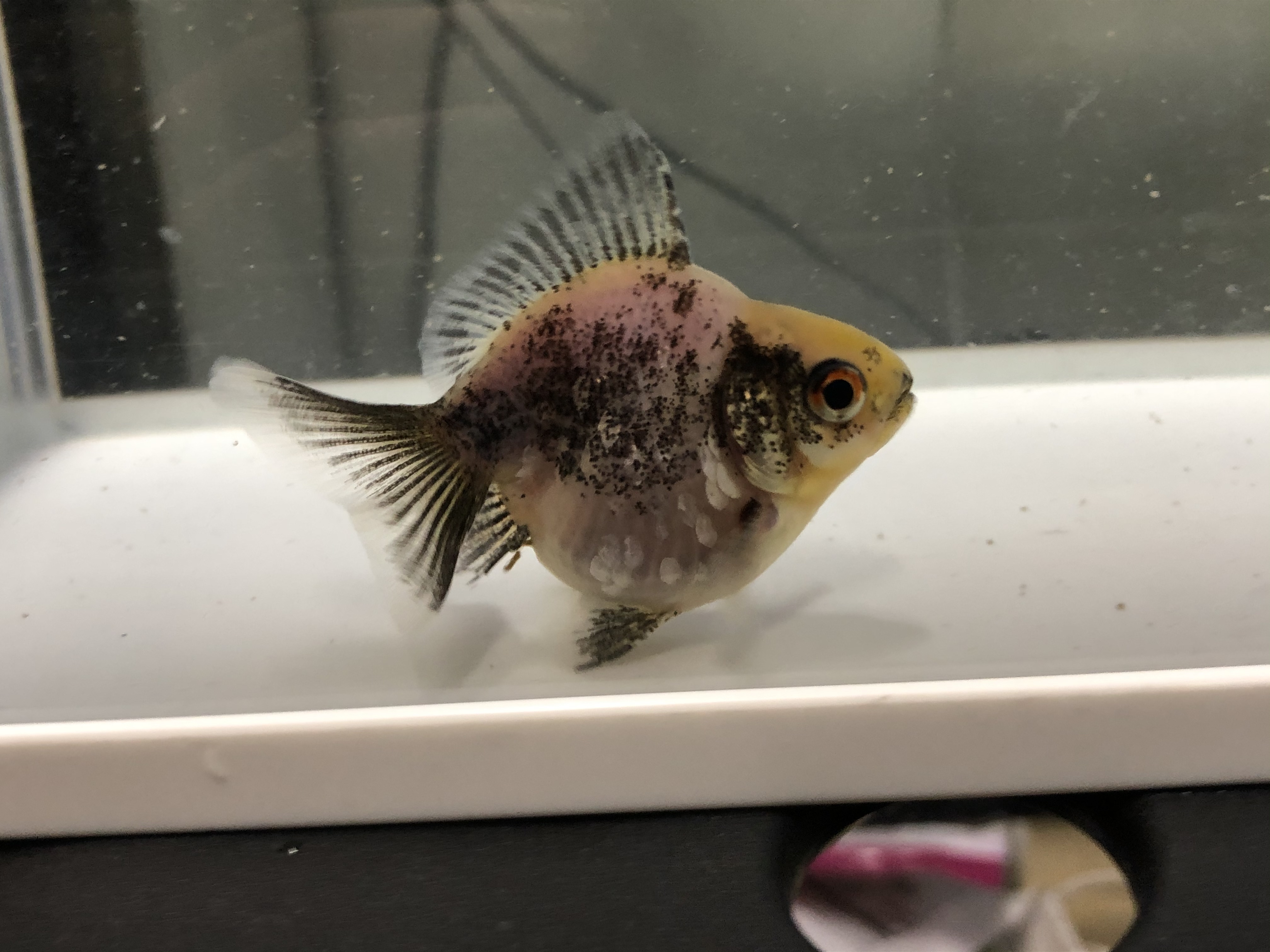 撤錦ショートテール琉金 口曲がり 金魚宝房 撤錦ショートテール琉金 口曲がり 金魚宝房