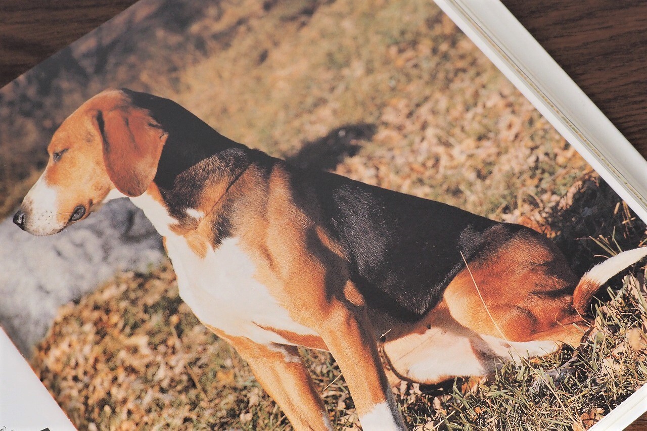 Vp002 New Encyclopedia Of The Dog Visual Book Kitazawa Display Books Vp002 New Encyclopedia Of The Dog Visual Book Kitazawa Display Books