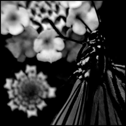 Gianluca Becuzzi - (B) Haunted CD - 画像1